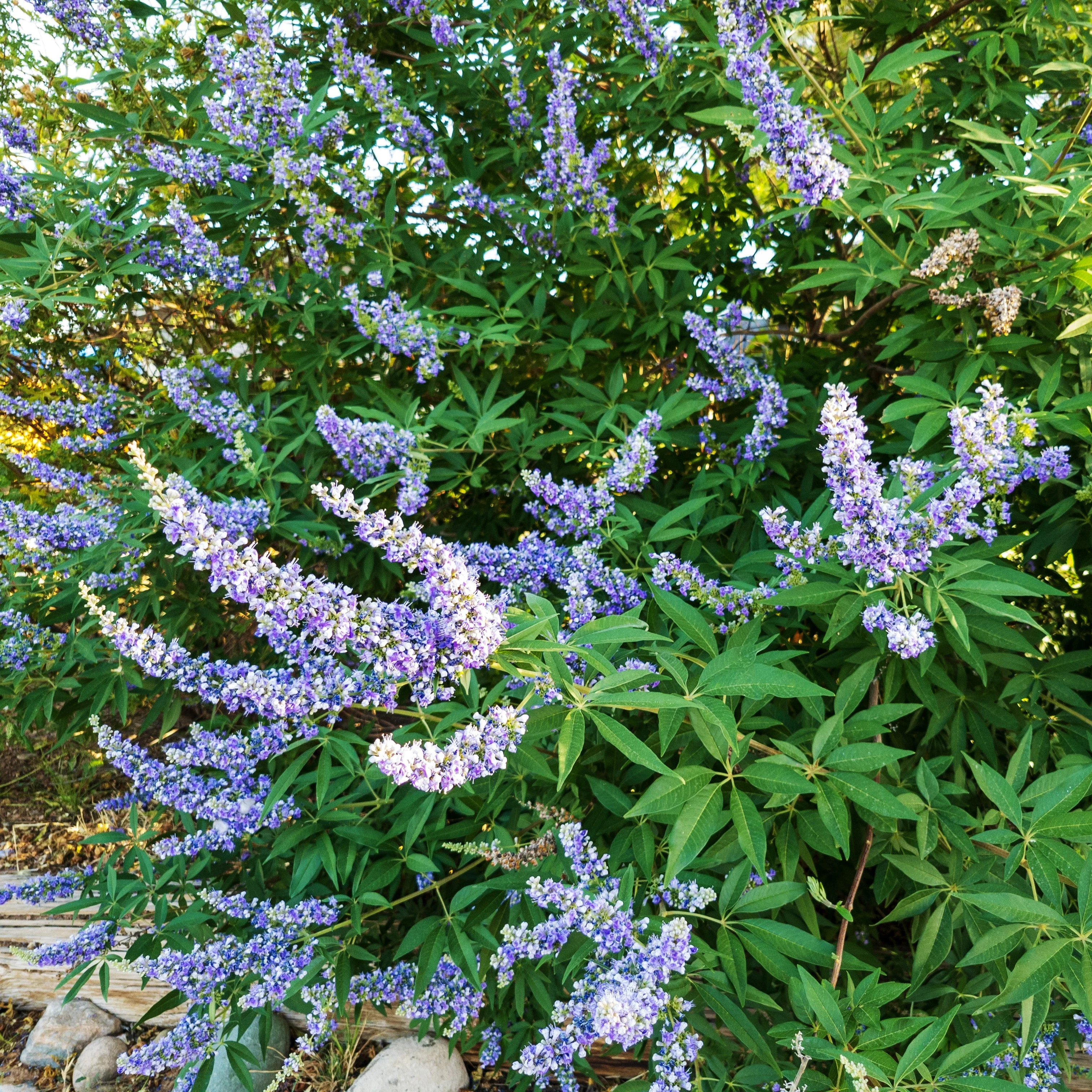 Chaste Tree aka Vitex (Vitex agnus-castus) - Image 4