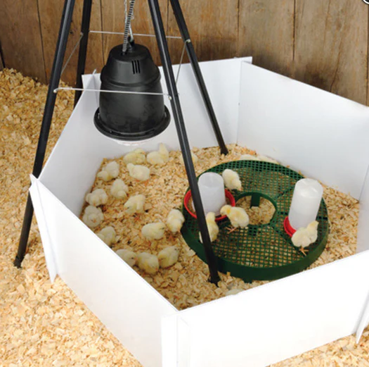 Chick Stand - Image 3