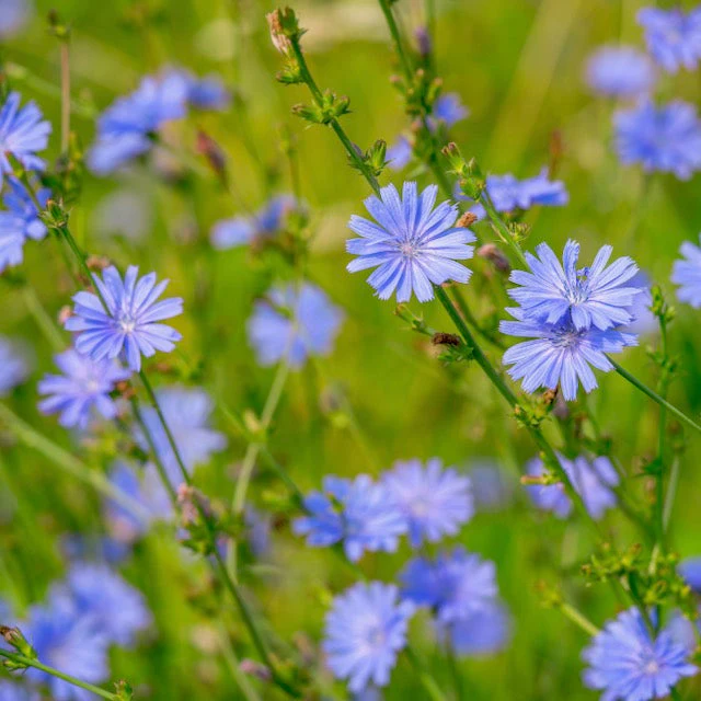 Chicory, Wild (Cichorium intybus) - Image 3