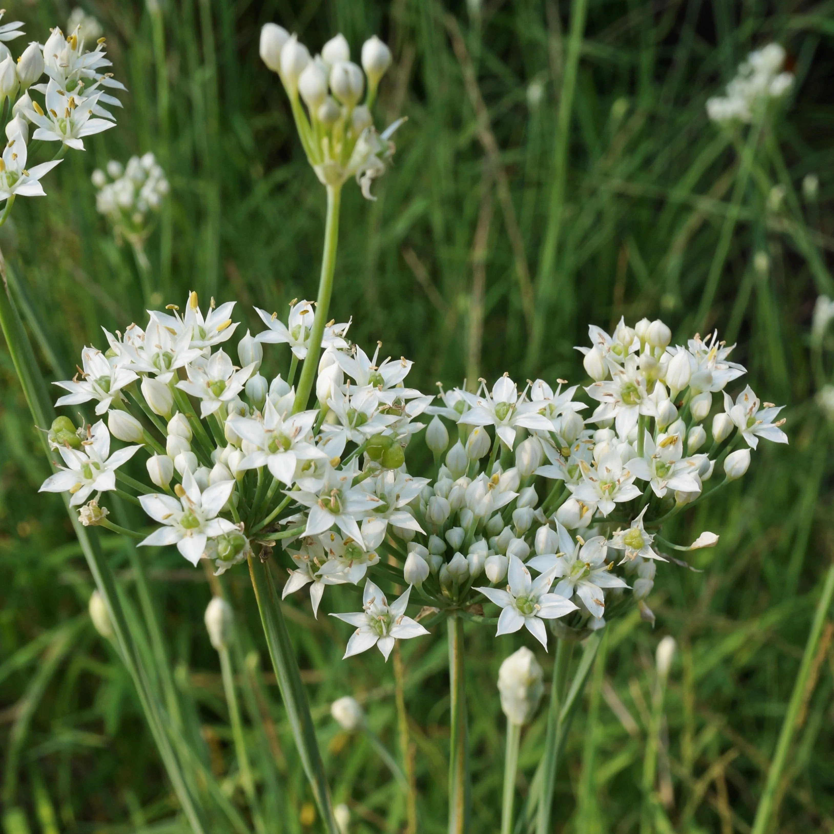 Chives, Garlic (Allium tuberosum) - Image 3