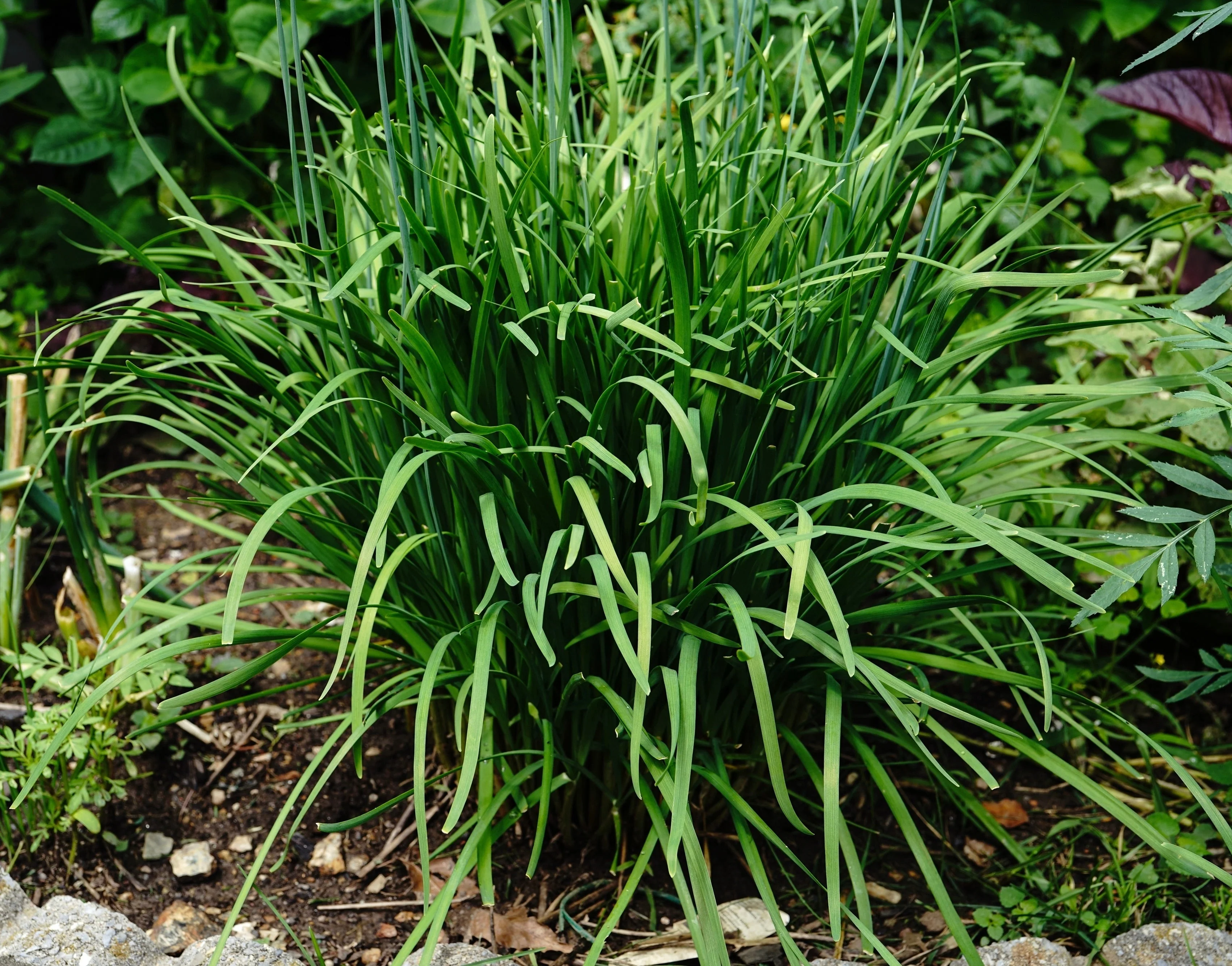 Chives, Garlic (Allium tuberosum) - Image 4