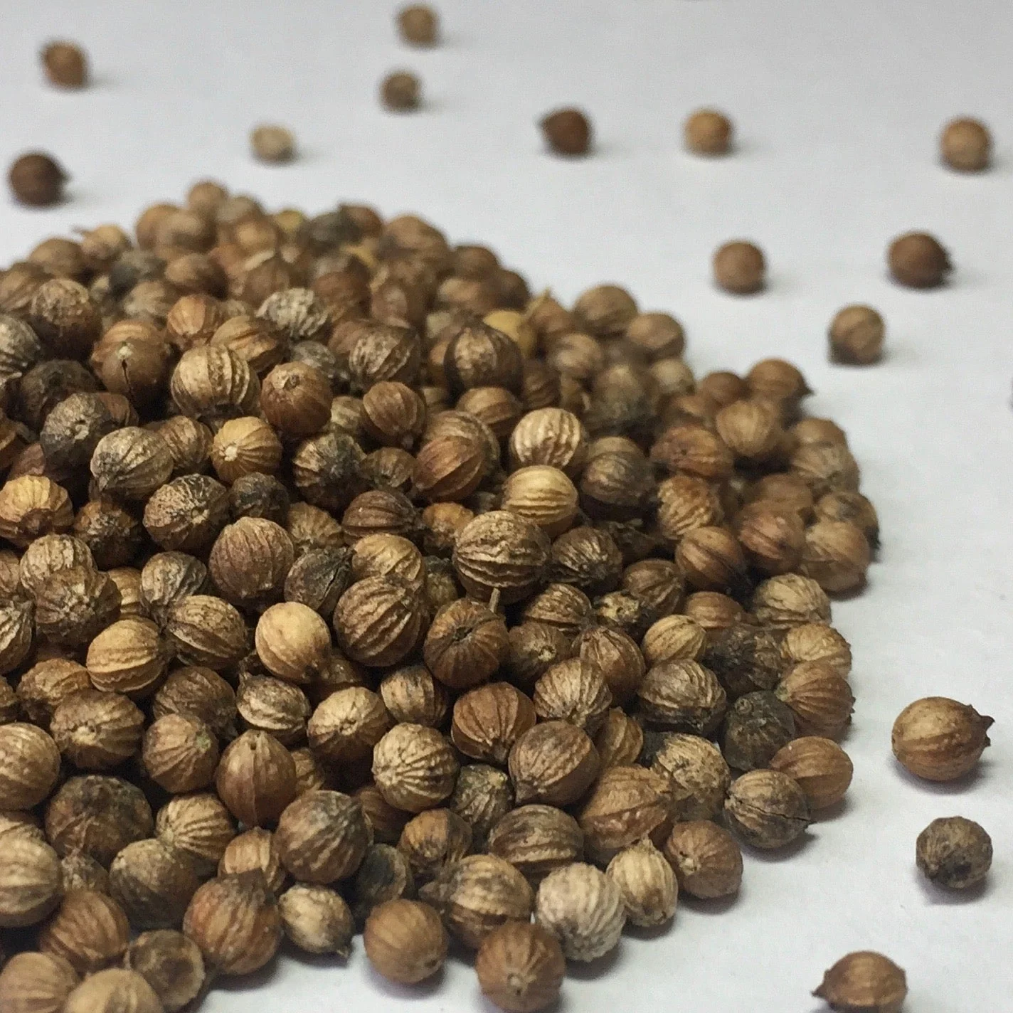 Cilantro, Slow Bolt (Coriandrum sativum) - Image 2
