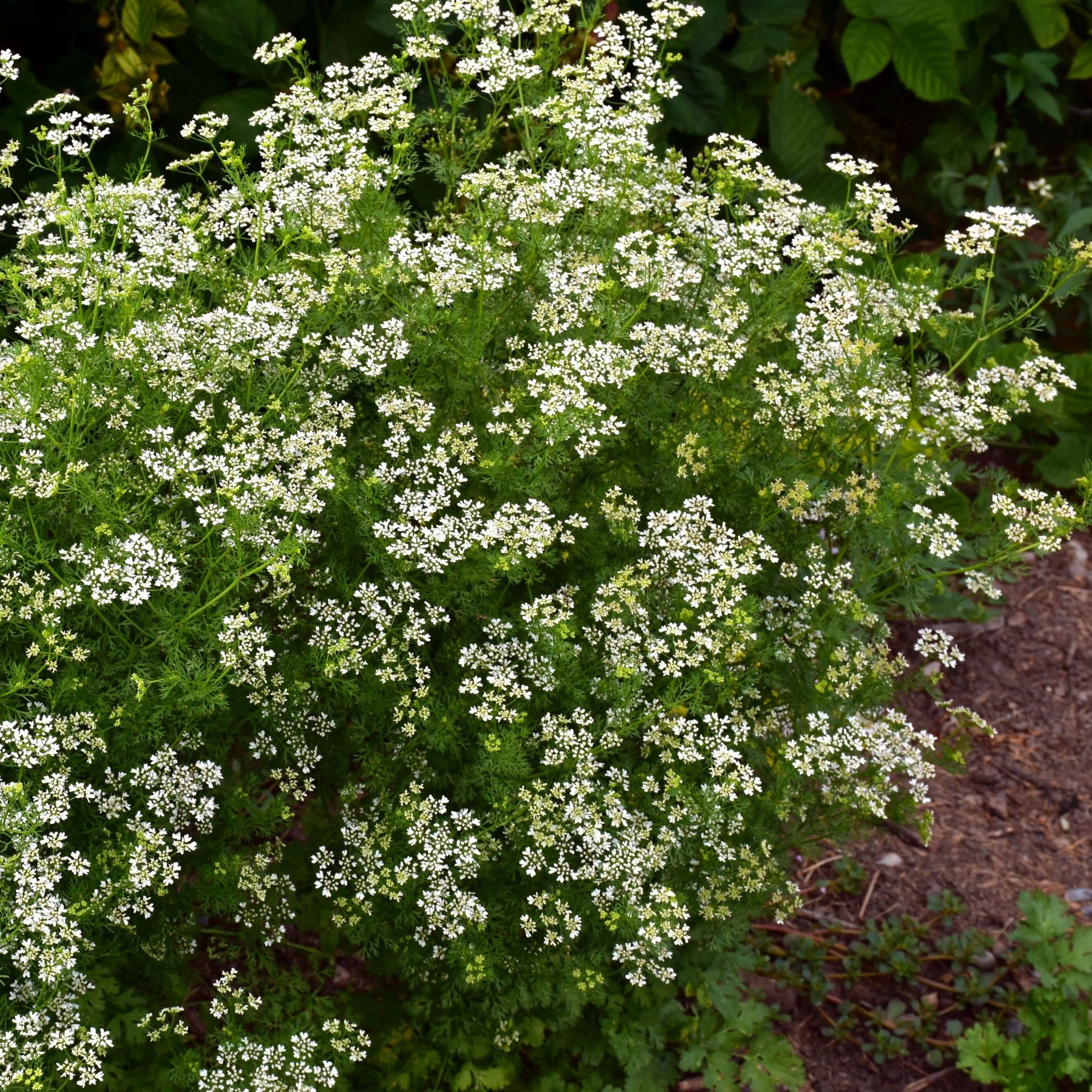Cilantro, Slow Bolt (Coriandrum sativum) - Image 3