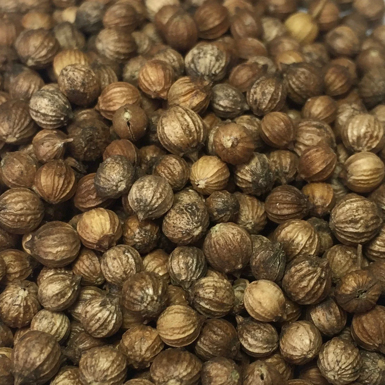 Cilantro, Slow Bolt (Coriandrum sativum) - Image 4