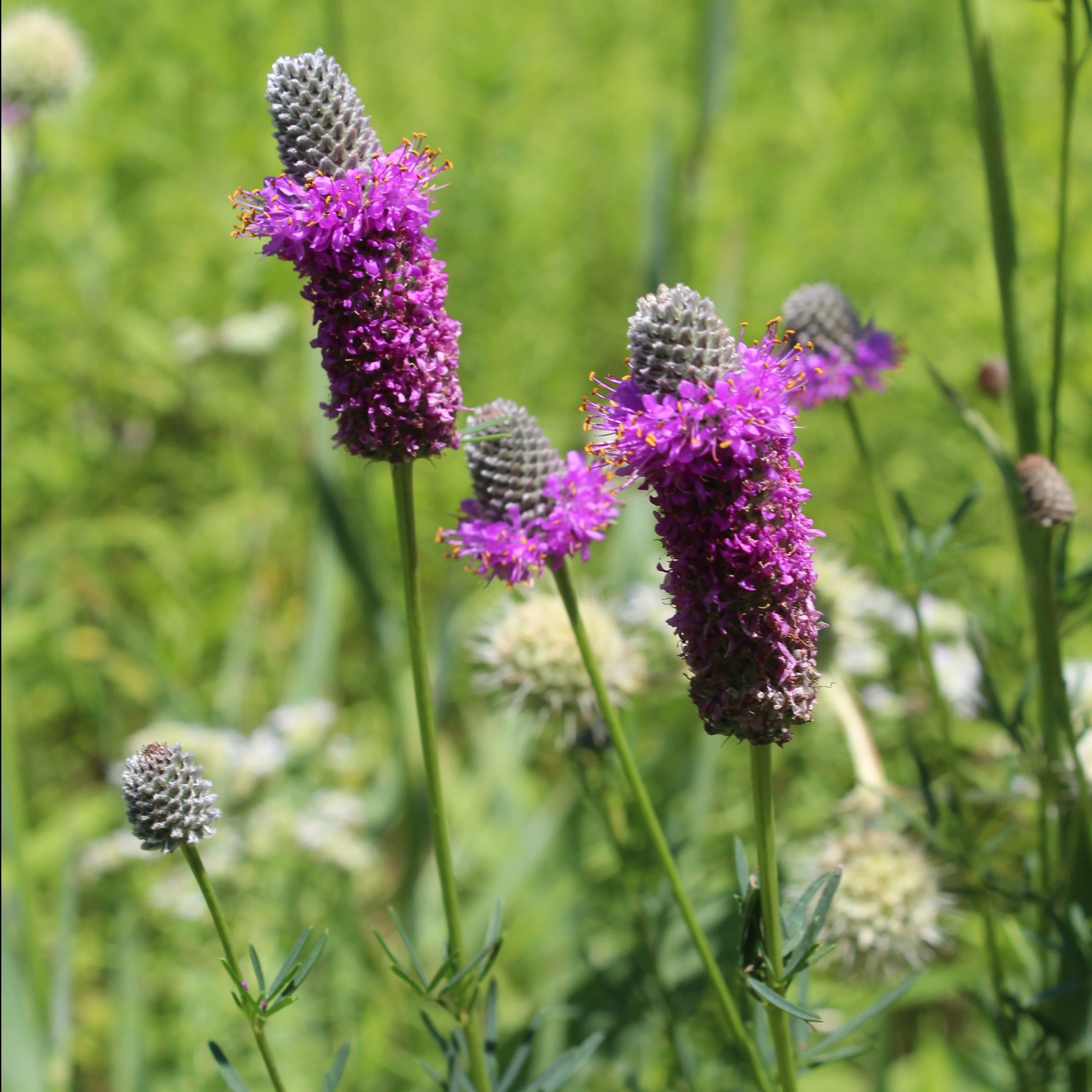 Clover, Purple Prairie (Dalea purpurea) - Image 3