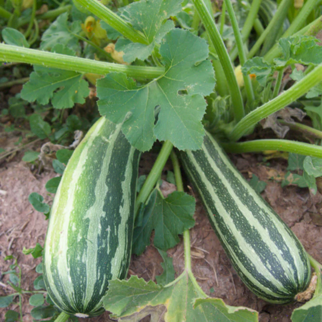 Coco Zelle Zucchini