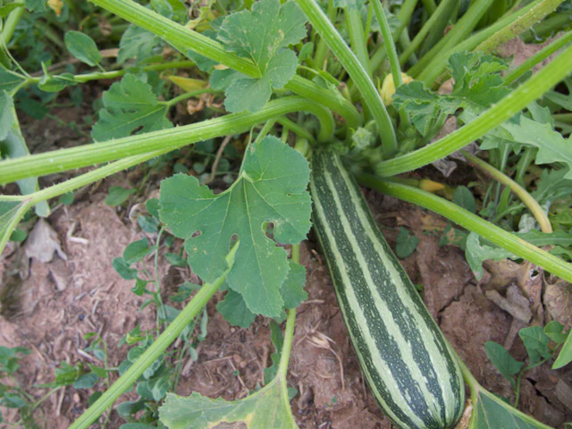 Coco Zelle Zucchini - Image 2