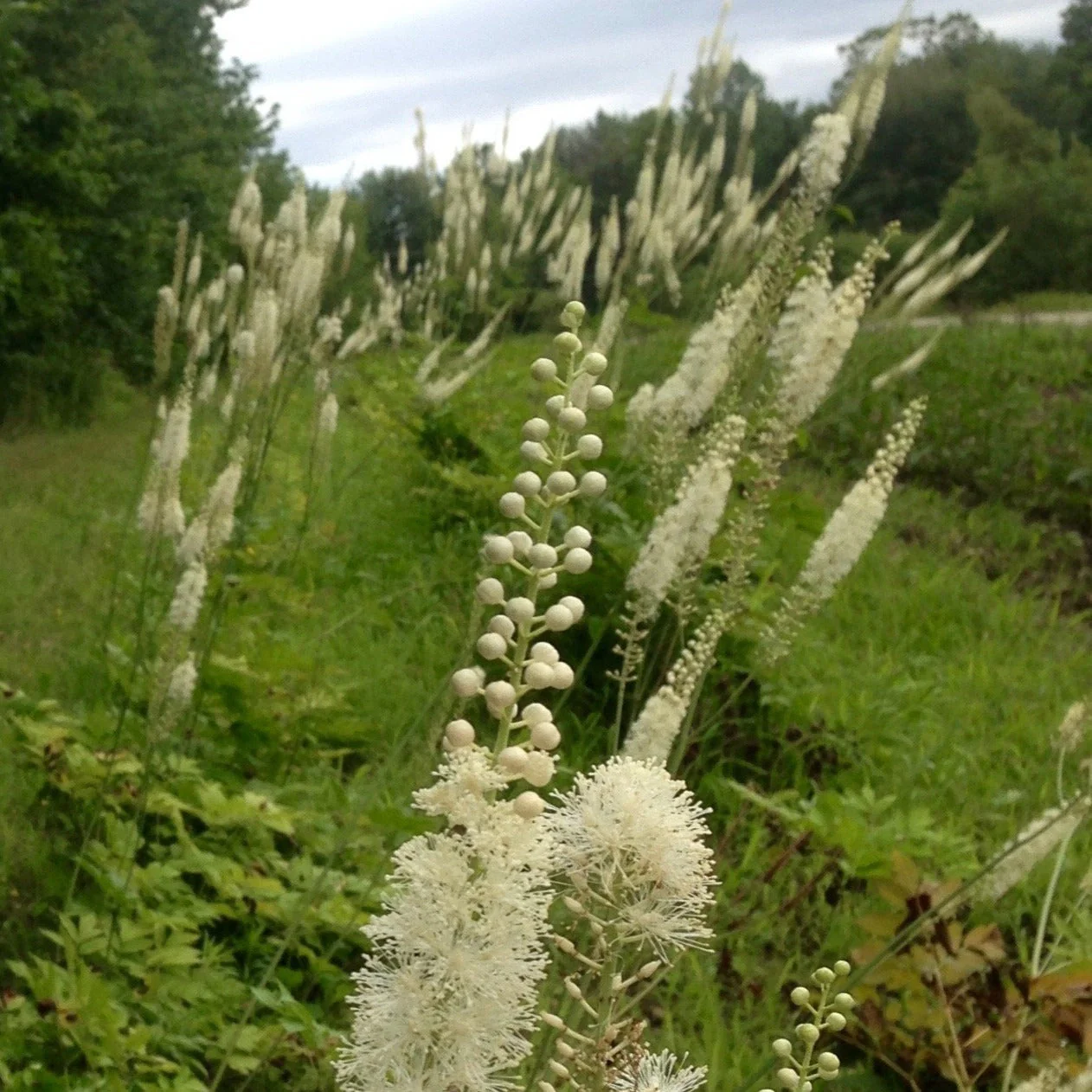 Cohosh, Black (Cimicifuga racemosa) - Image 3
