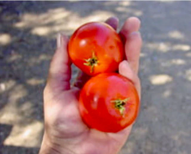 Cold Set Tomato