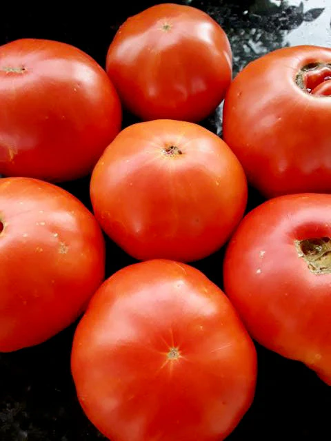 Colorado Beefsteak Tomato - Image 2