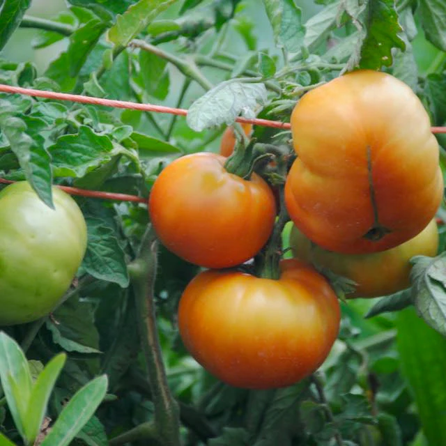 Colorado Beefsteak Tomato - Image 3
