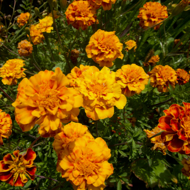 Colorado Marigold Mix - Image 2
