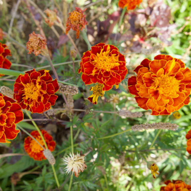 Colorado Marigold Mix - Image 4