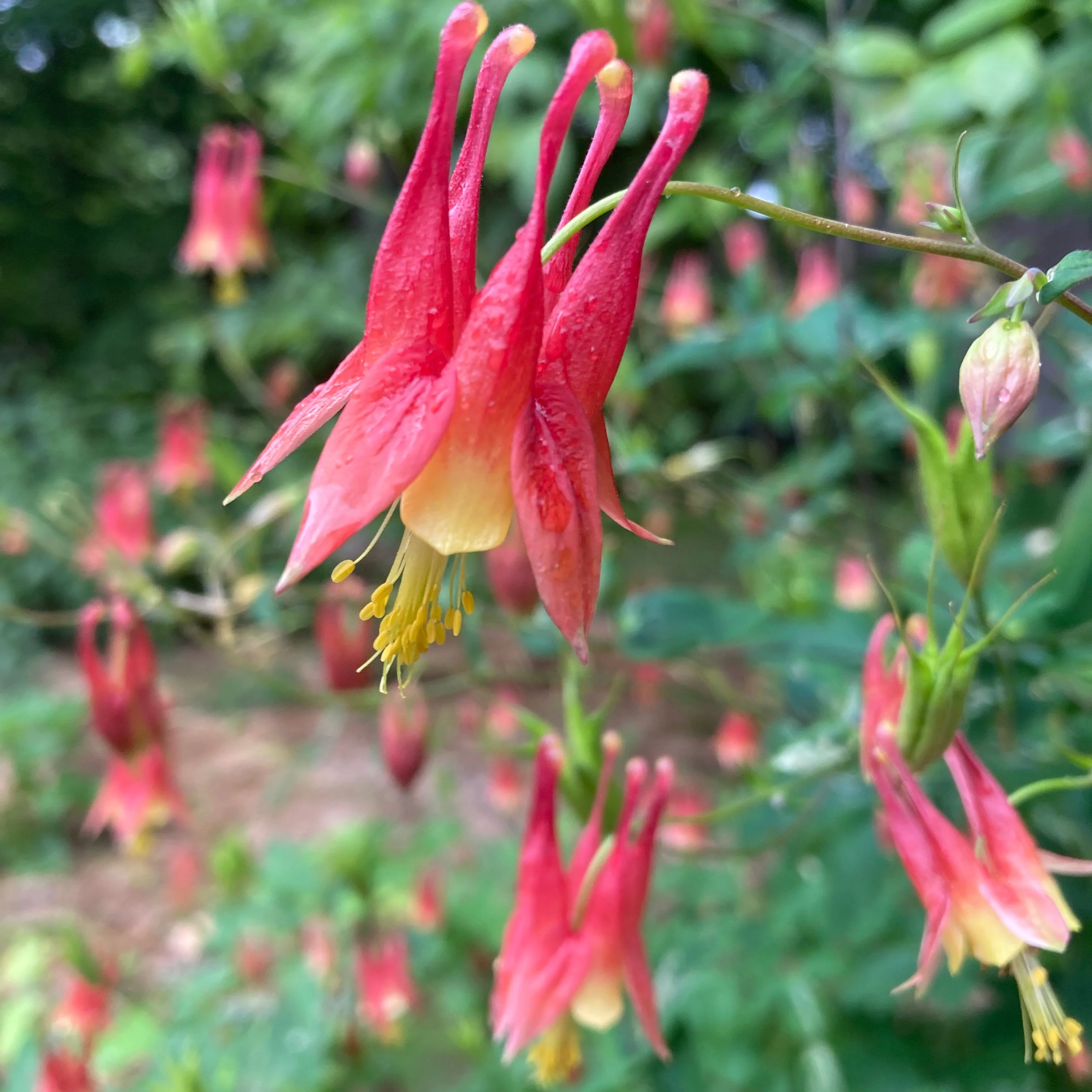 Columbine, Eastern Red (Aquilegia canadensis)