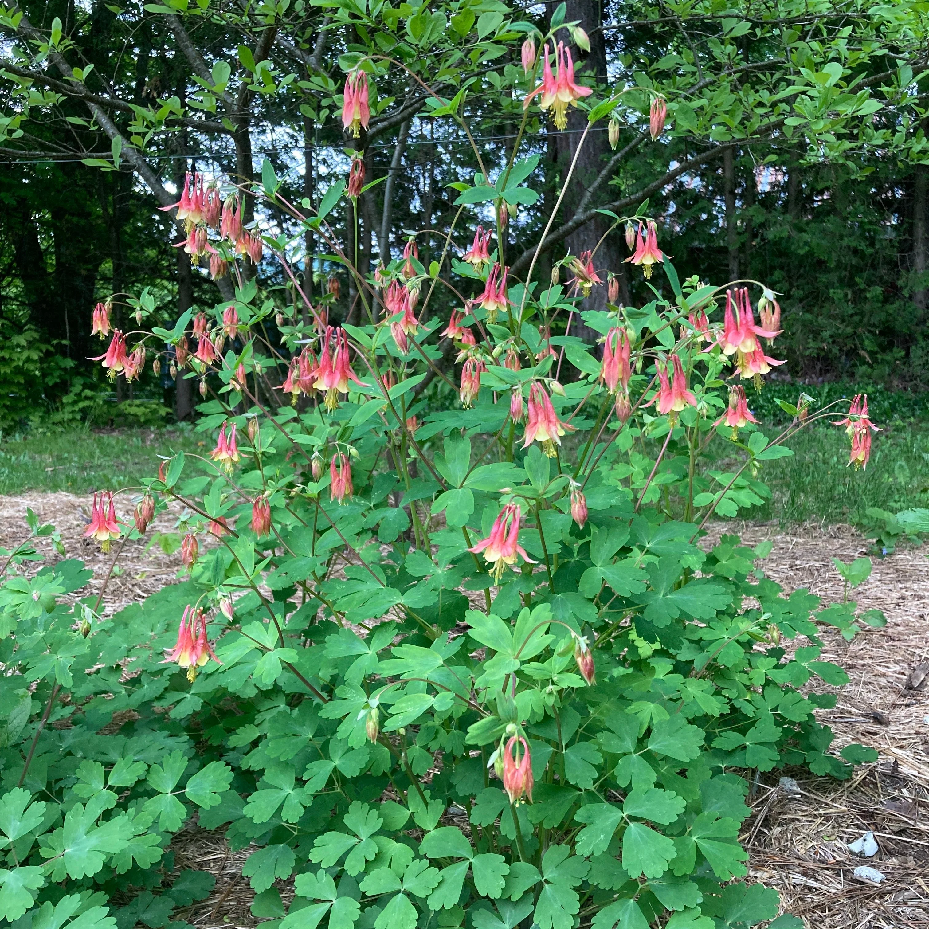 Columbine, Eastern Red (Aquilegia canadensis) - Image 3