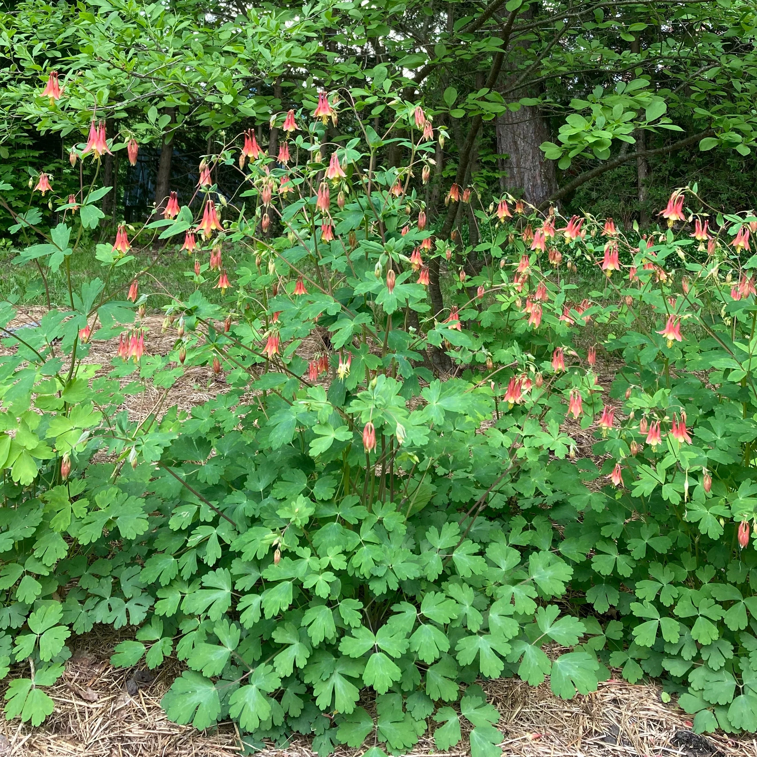 Columbine, Eastern Red (Aquilegia canadensis) - Image 4