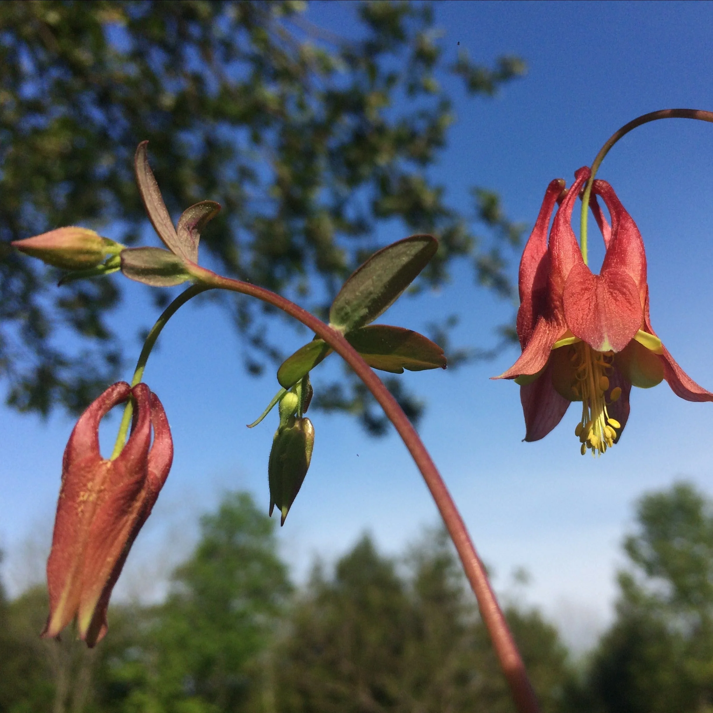Columbine, Eastern Red (Aquilegia canadensis) - Image 6