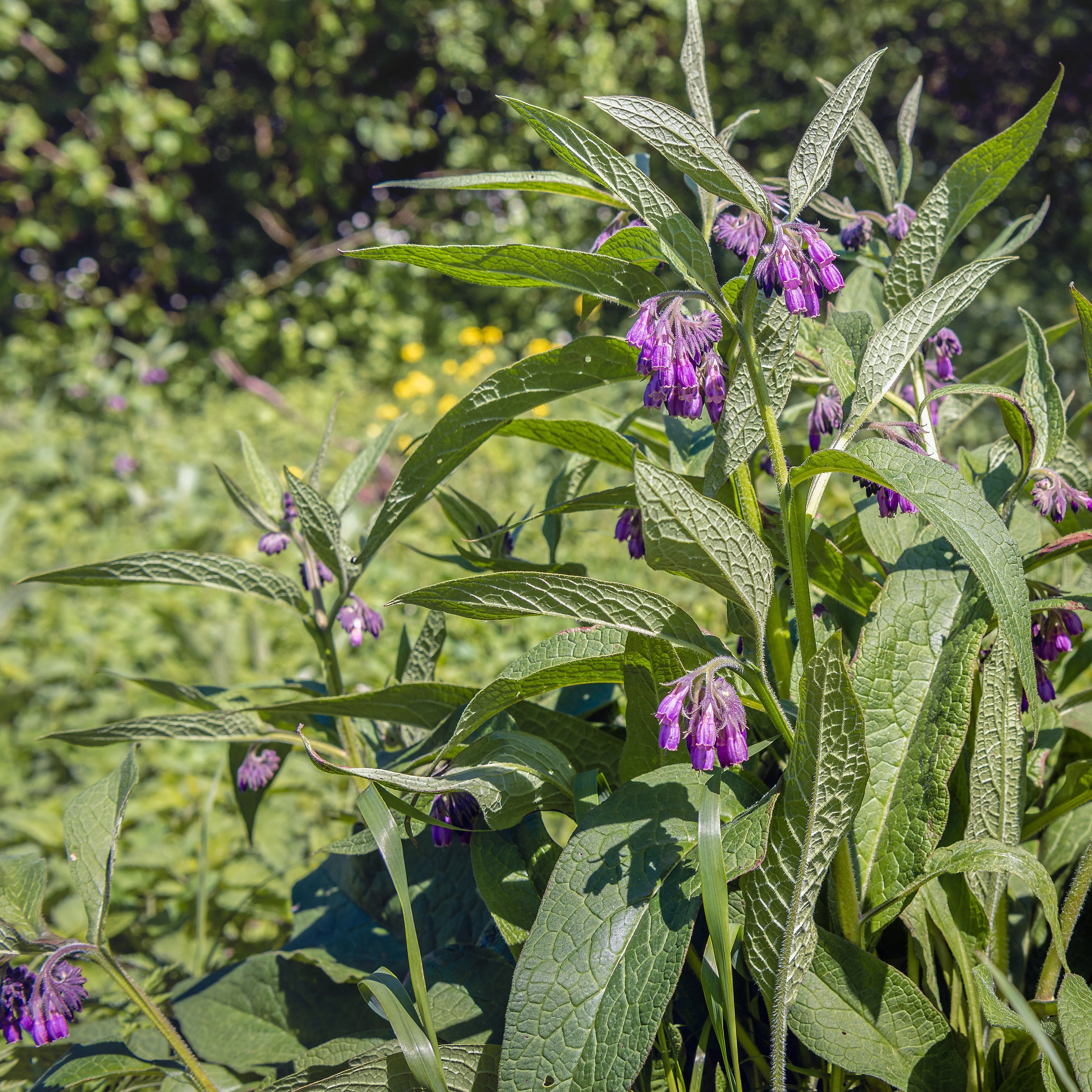 Comfrey, True (Symphytum officinale var. patens) - Image 2