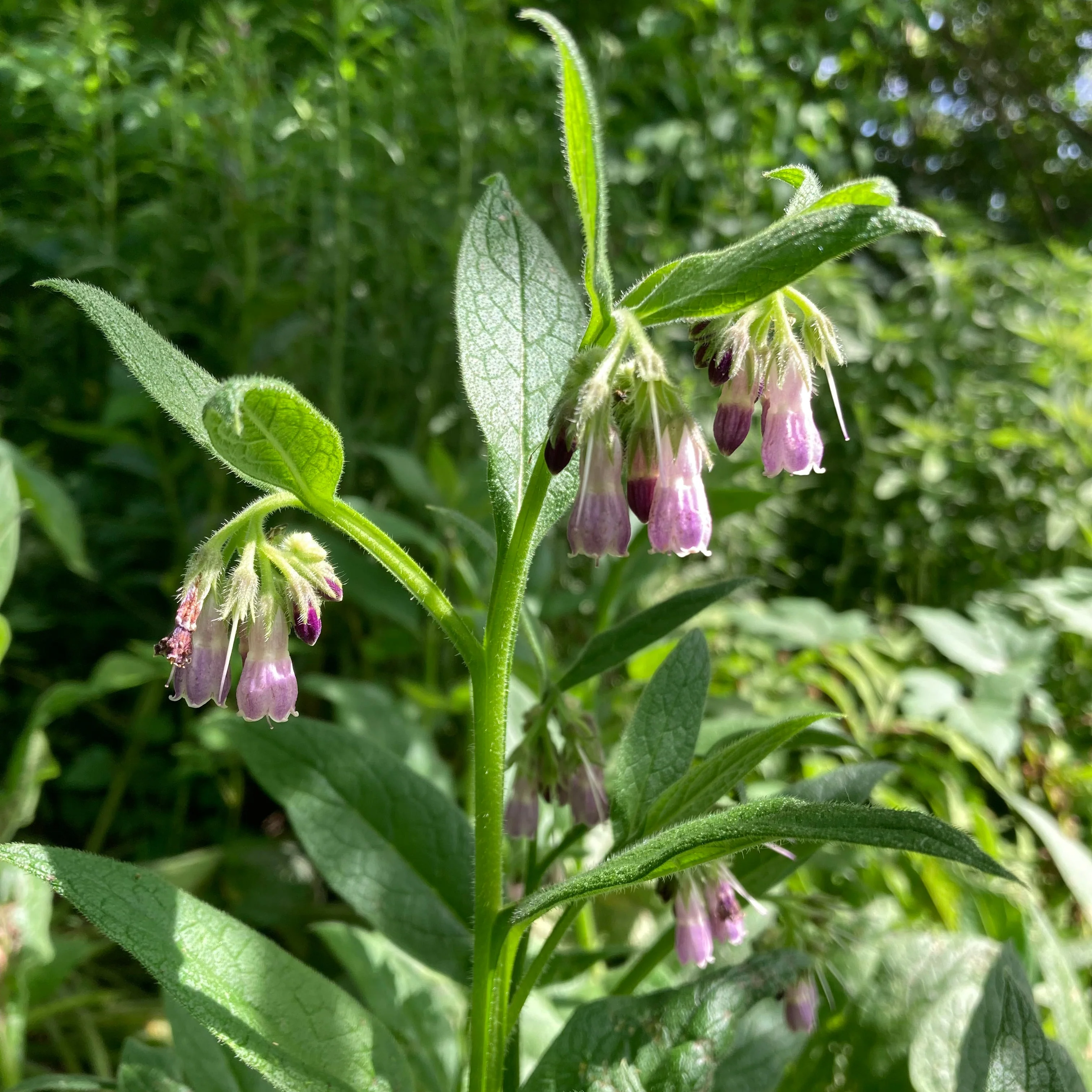 Comfrey, True (Symphytum officinale var. patens) - Image 3