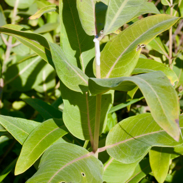 Common Milkweed - Image 3