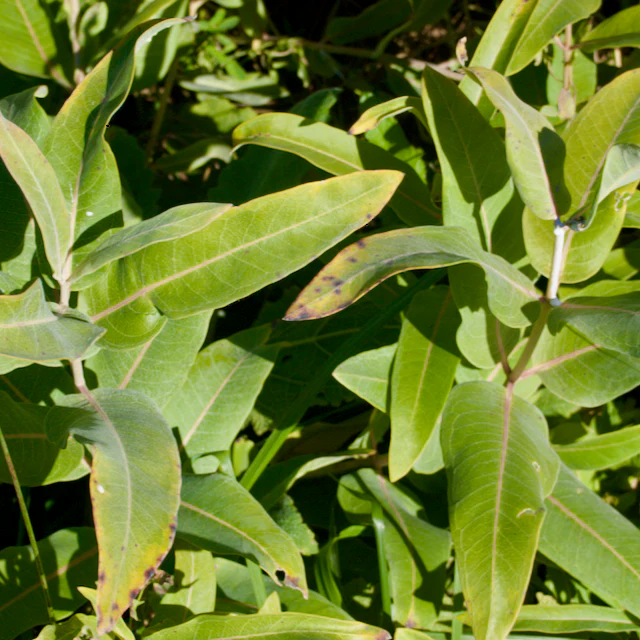 Common Milkweed - Image 4