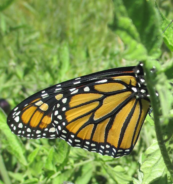Common Milkweed - Image 5