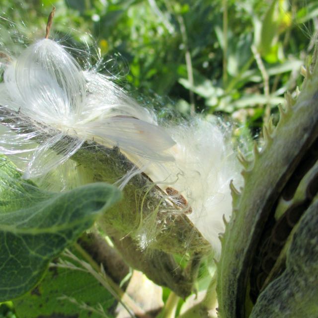 Common Milkweed - Image 6
