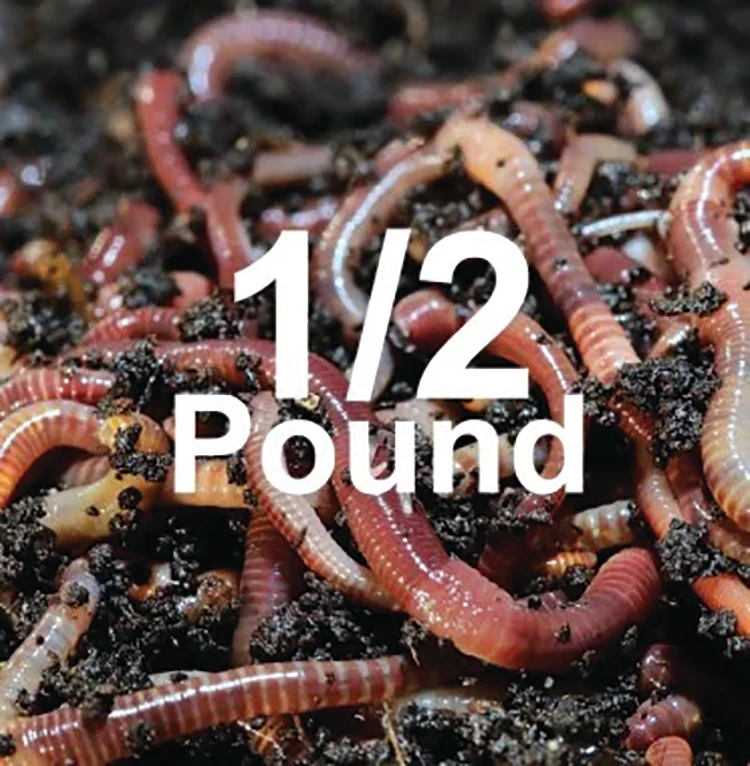 COMPOSTING WORMS - Image 2