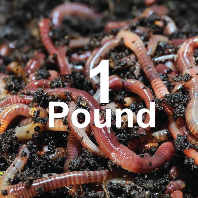 COMPOSTING WORMS - Image 3