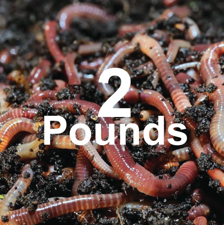 COMPOSTING WORMS - Image 4