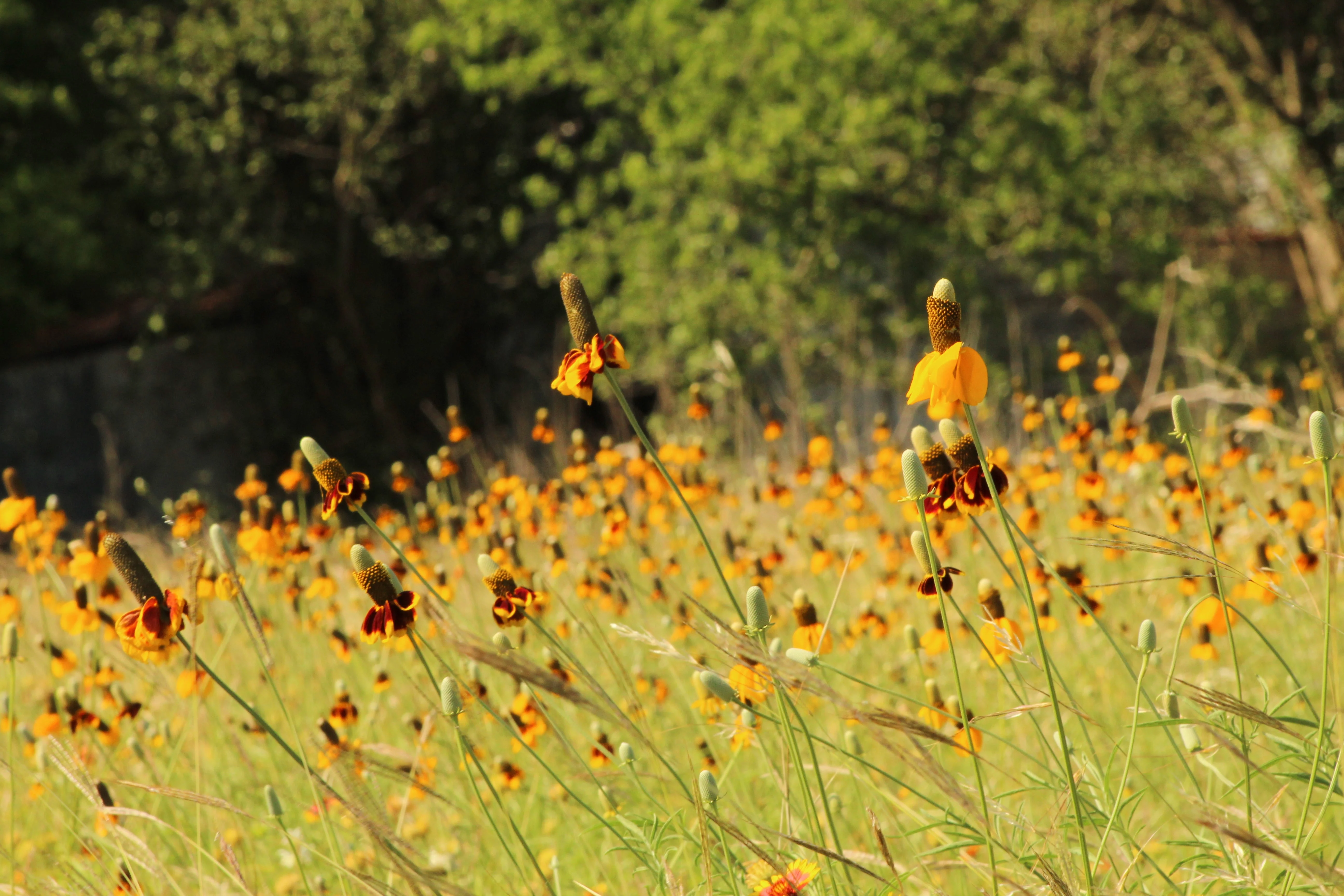 Coneflower, Long-headed (Ratibida columnifera) - Image 2