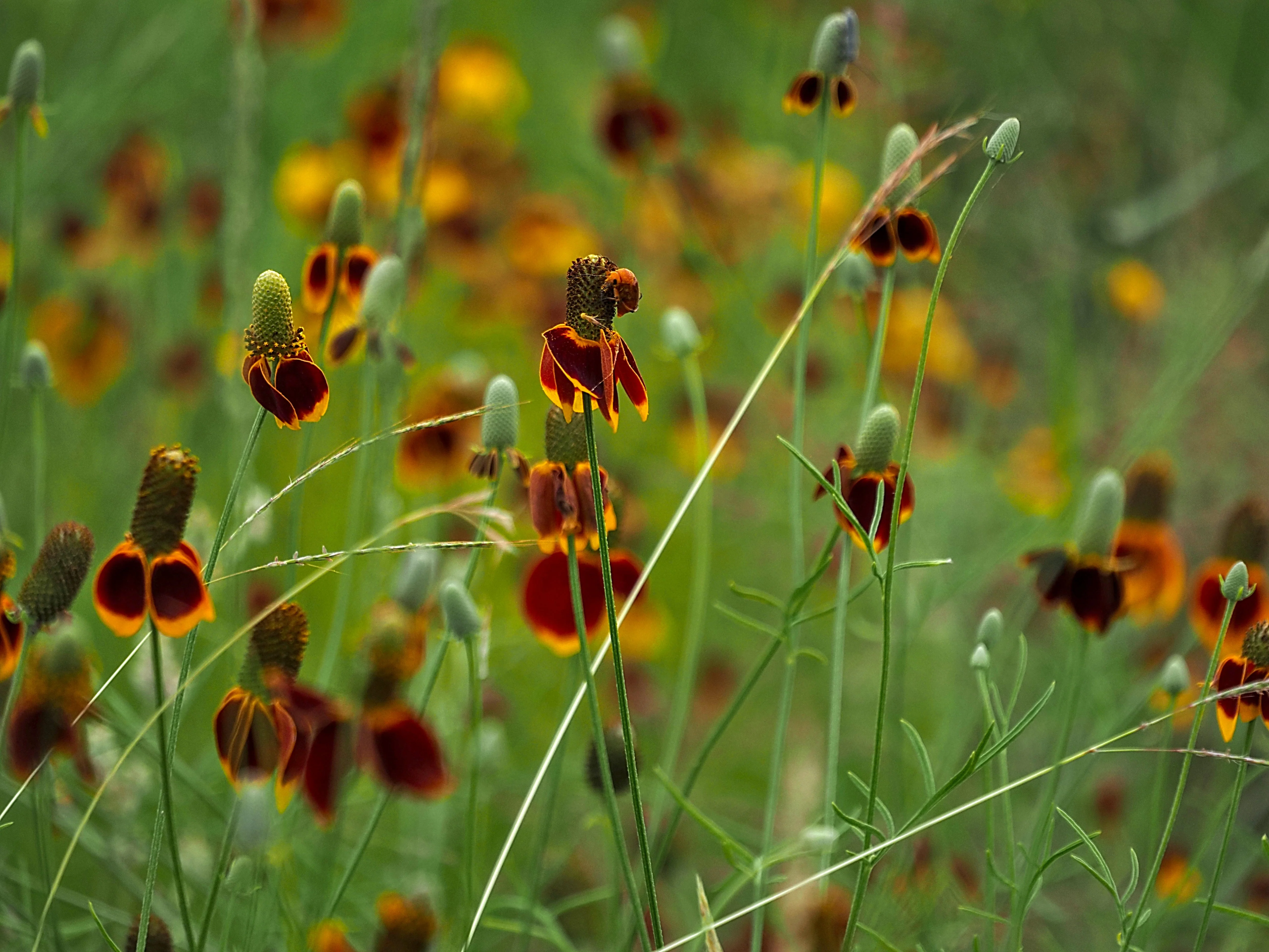 Coneflower, Long-headed (Ratibida columnifera) - Image 3