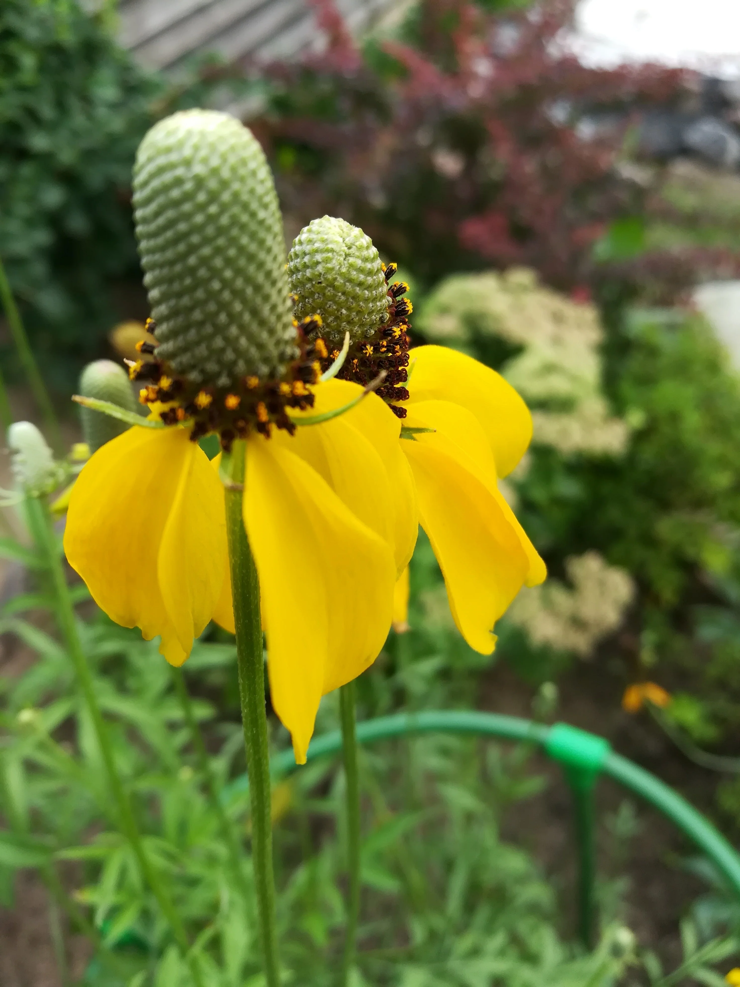 Coneflower, Long-headed (Ratibida columnifera) - Image 4