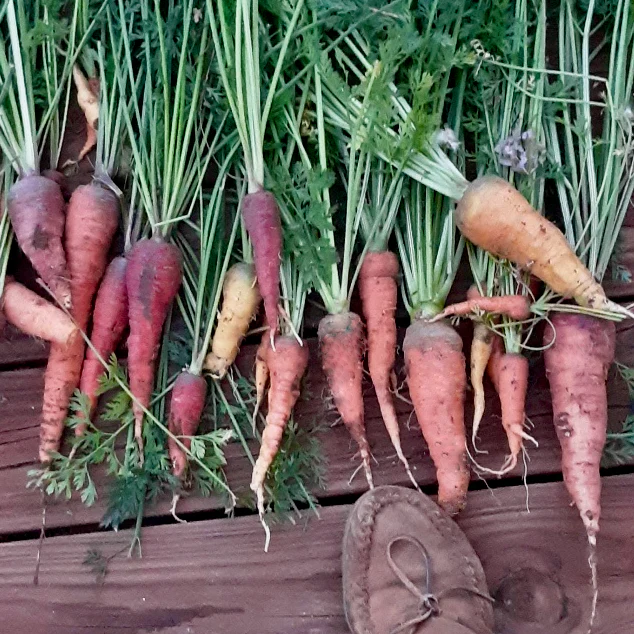 Conical Carrot Landrace