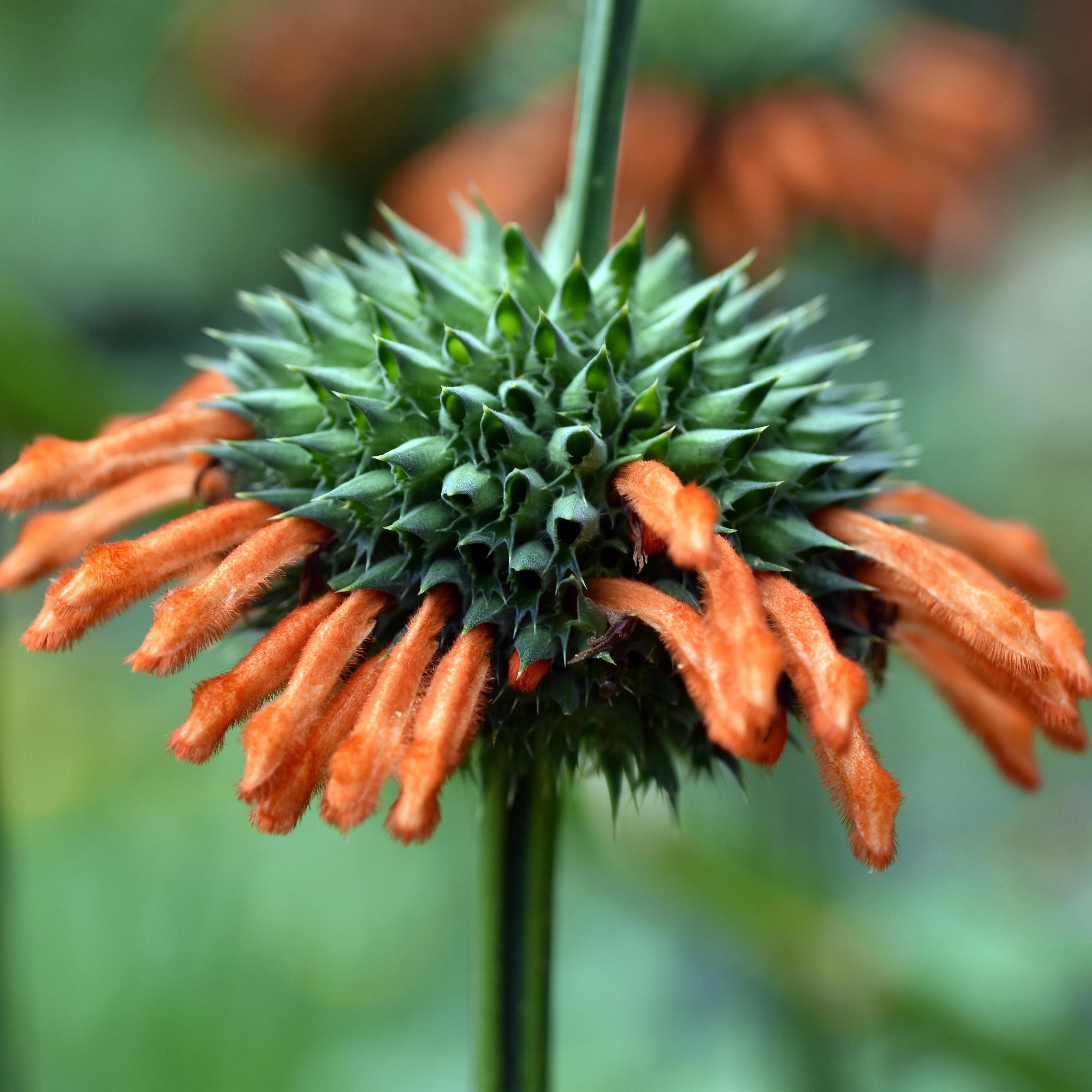 Cordao aka Klip Dagga (Leonotis nepetifolia)