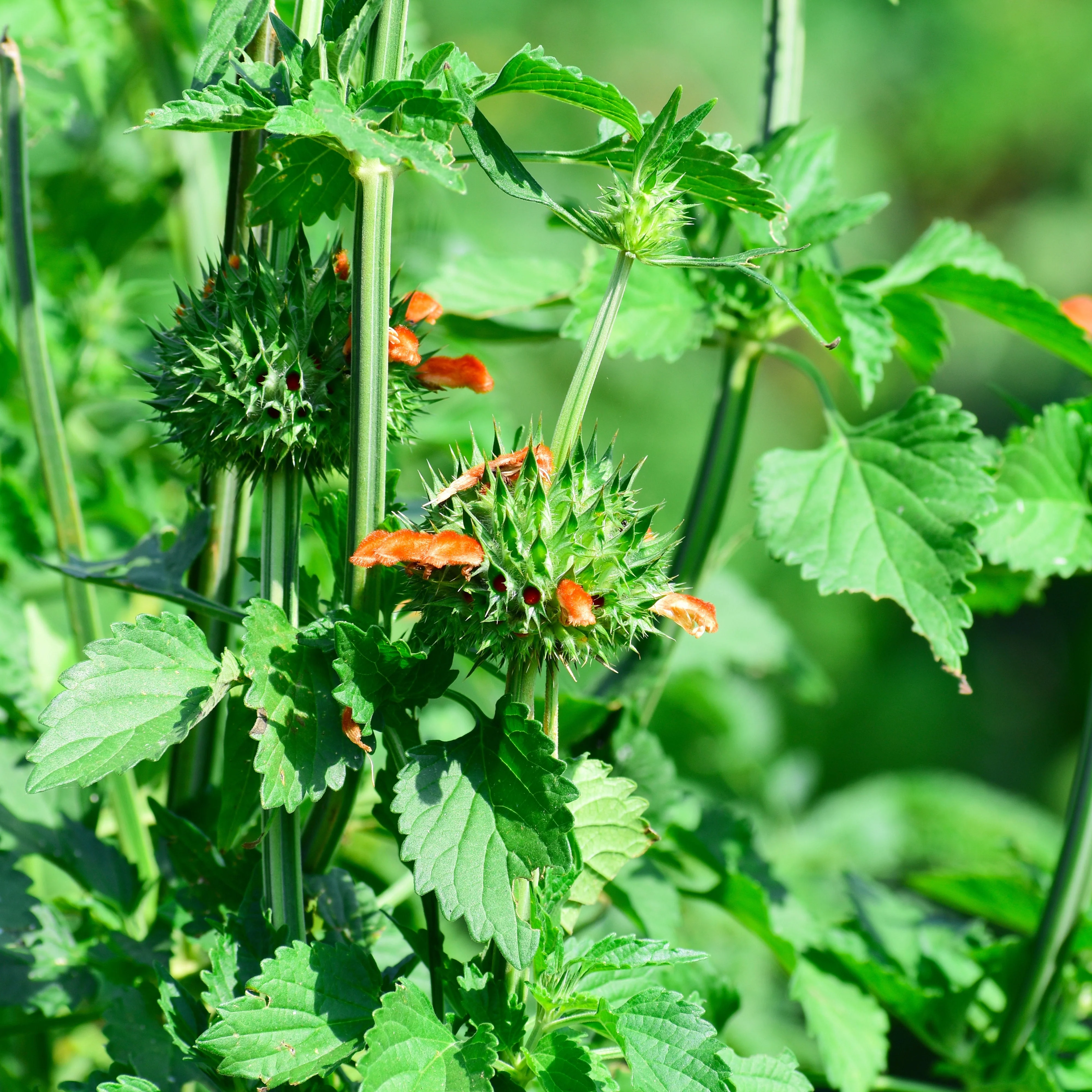 Cordao aka Klip Dagga (Leonotis nepetifolia) - Image 5