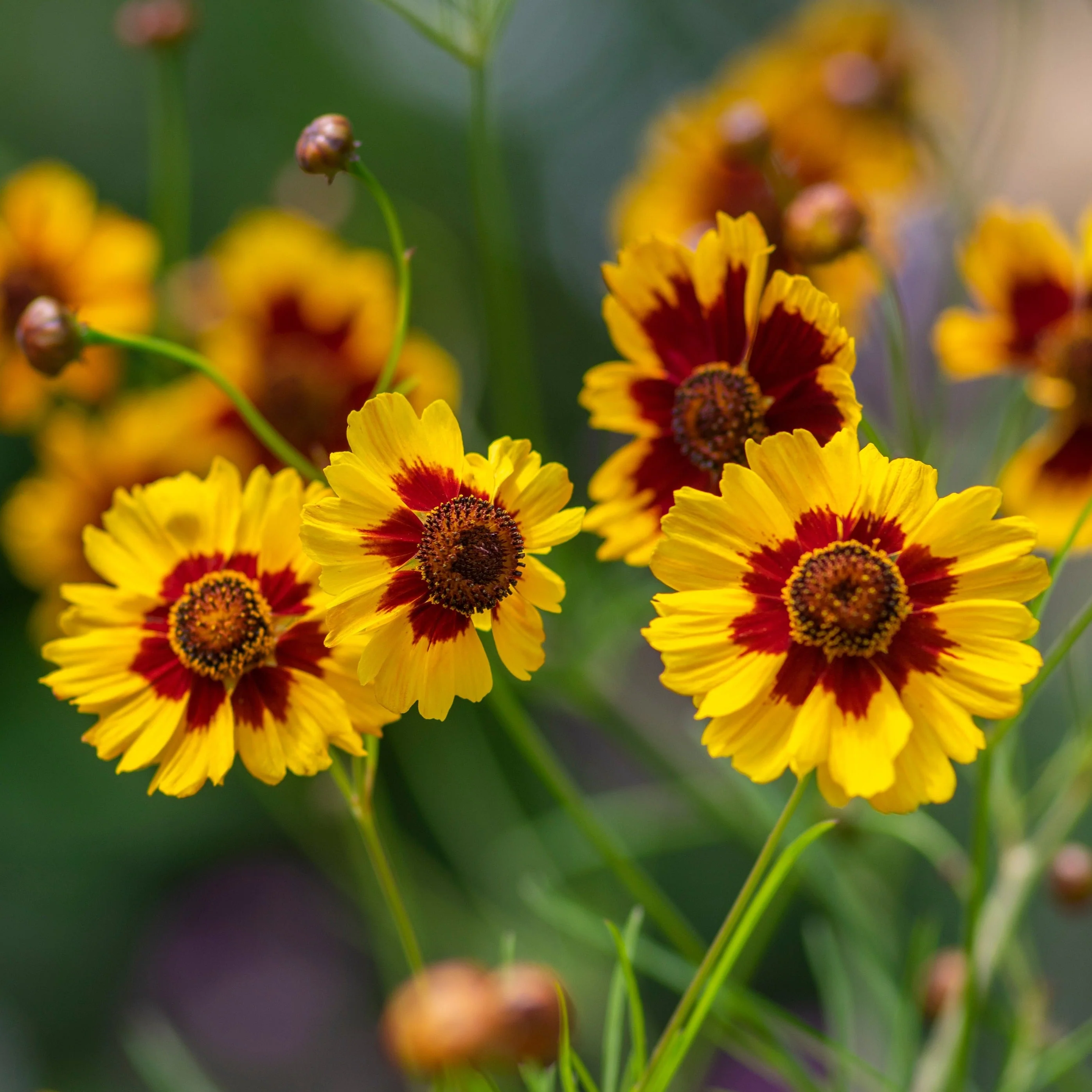 Coreopsis, Dyer's Mix (Coreopsis tinctoria) - Image 2