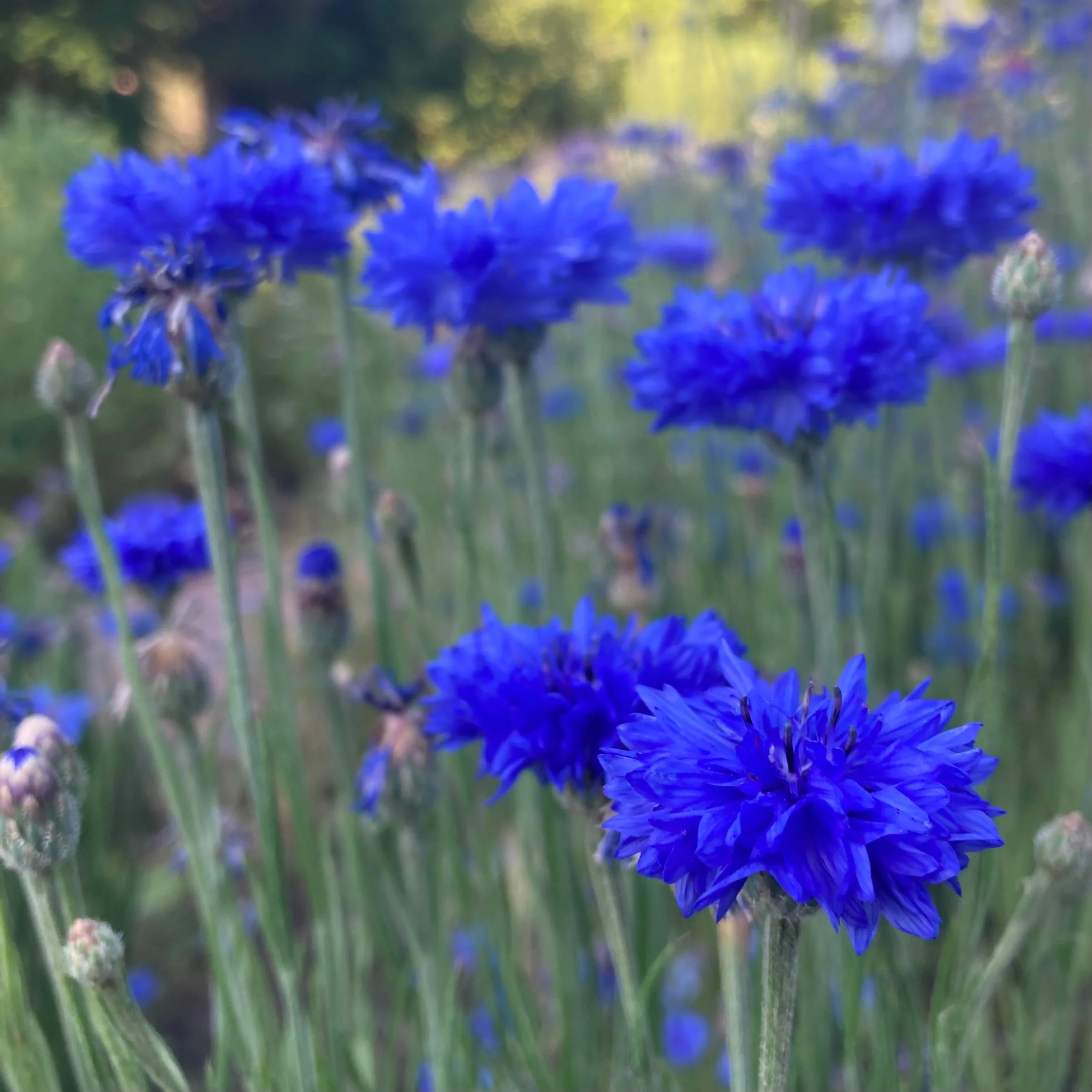 Cornflower, Blue (Centaurea cyanus) - Image 3