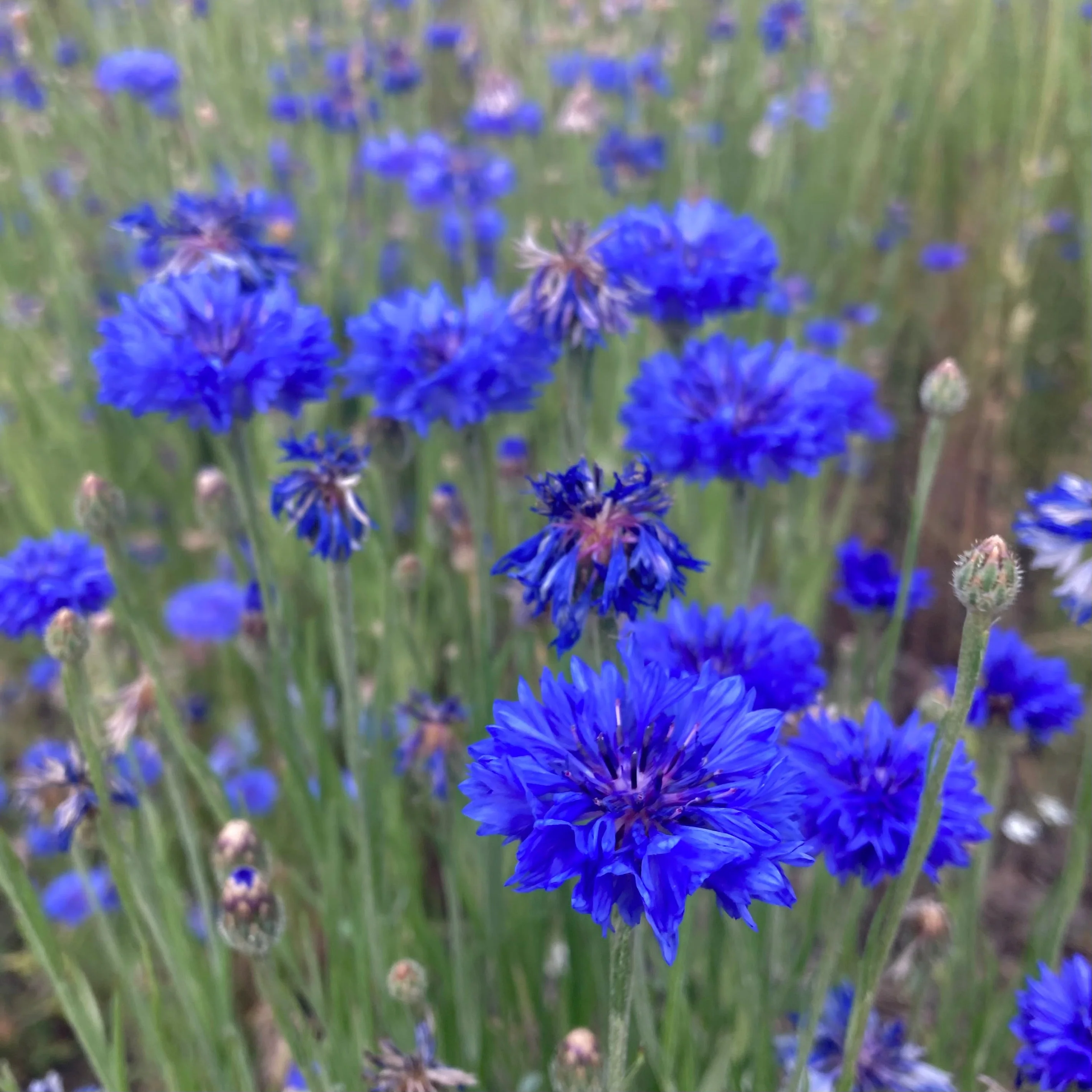 Cornflower, Blue (Centaurea cyanus) - Image 4