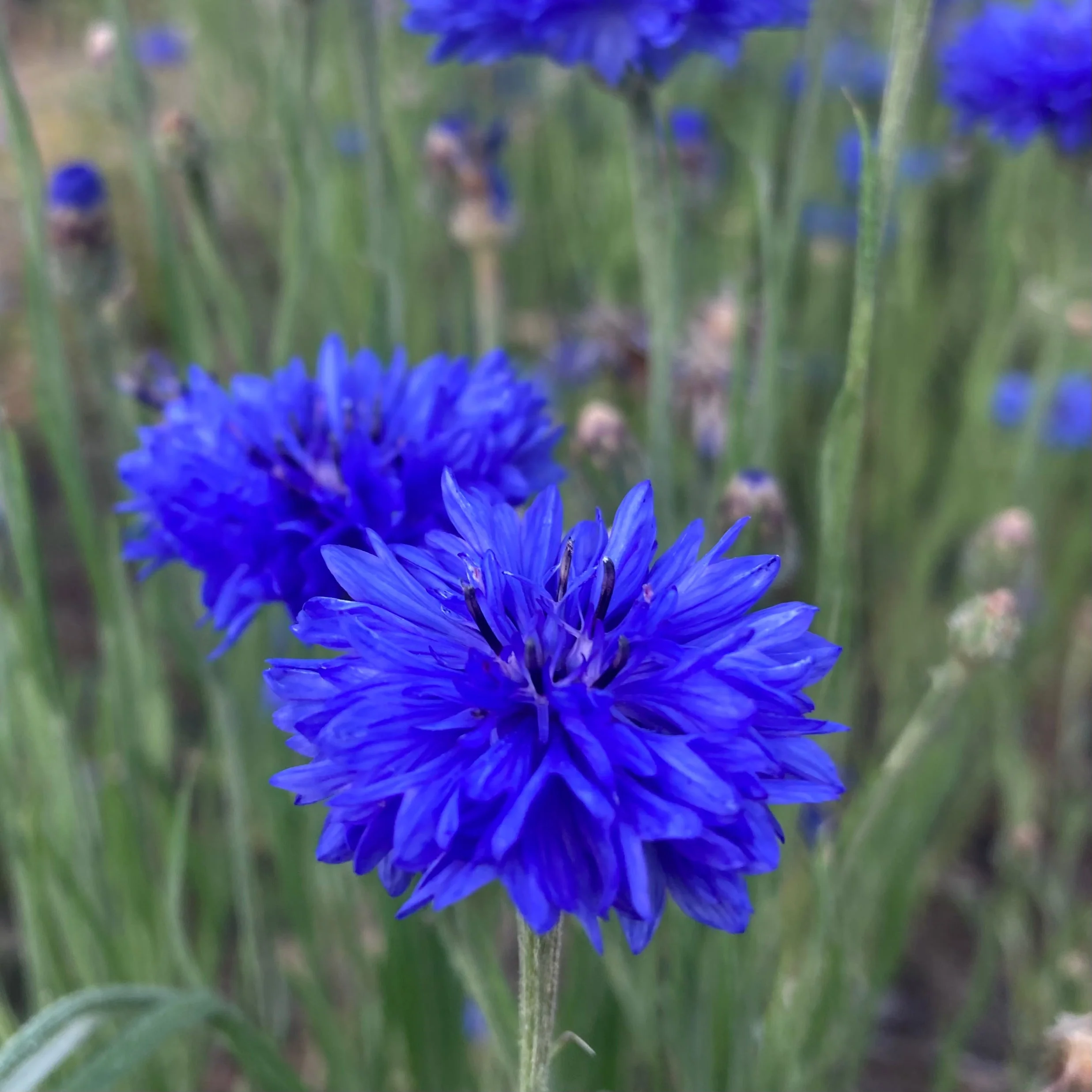 Cornflower, Blue (Centaurea cyanus) - Image 6