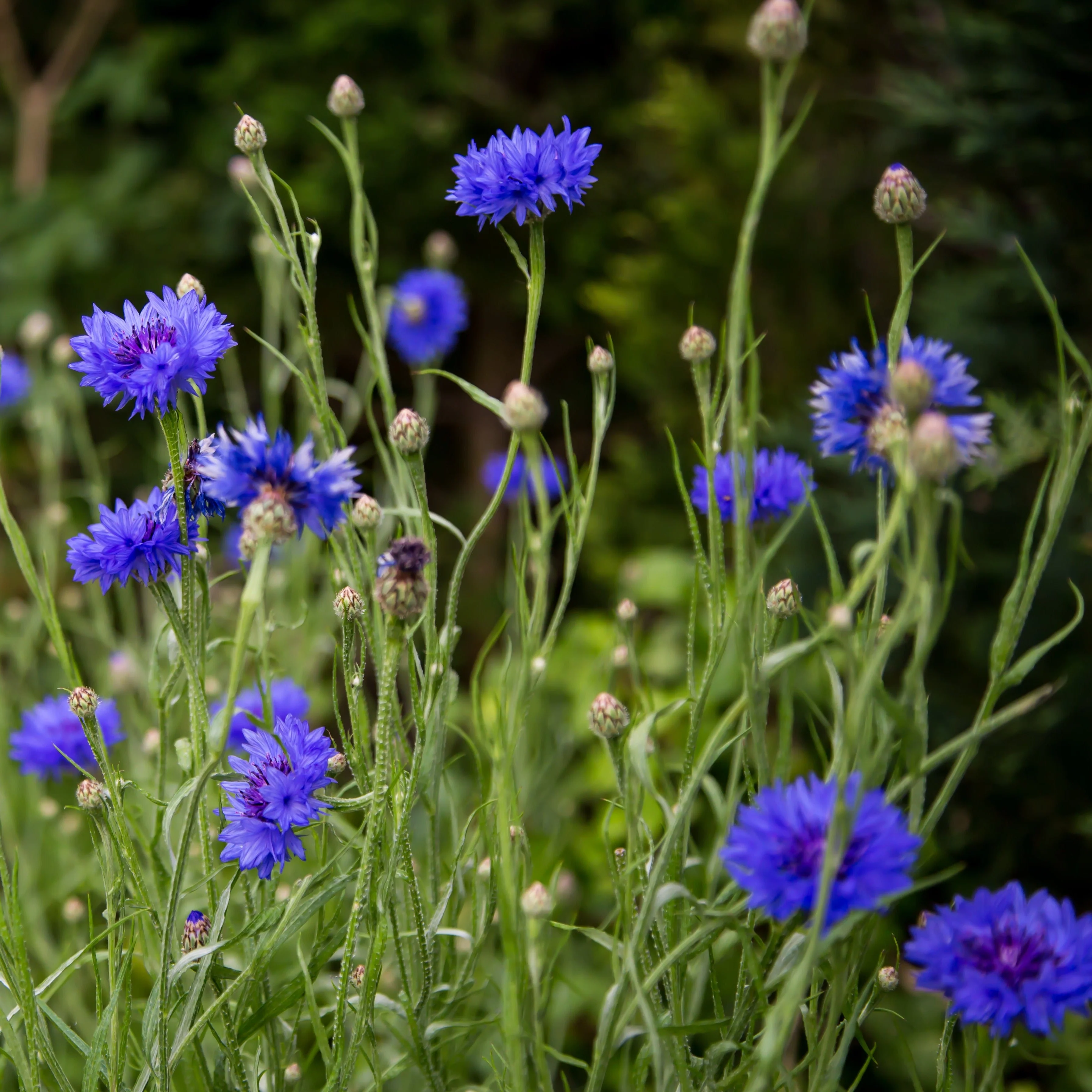 Cornflower, Blue (Centaurea cyanus) - Image 7