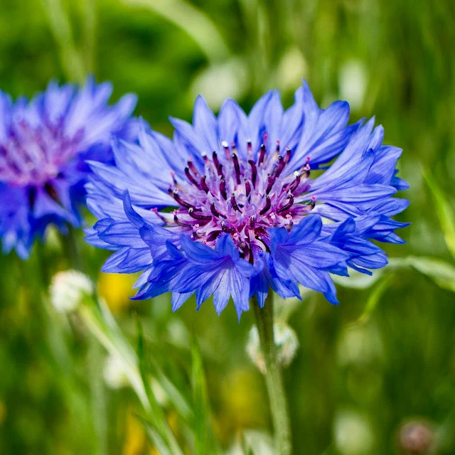 Cornflower, Blue (Centaurea cyanus) - Image 8