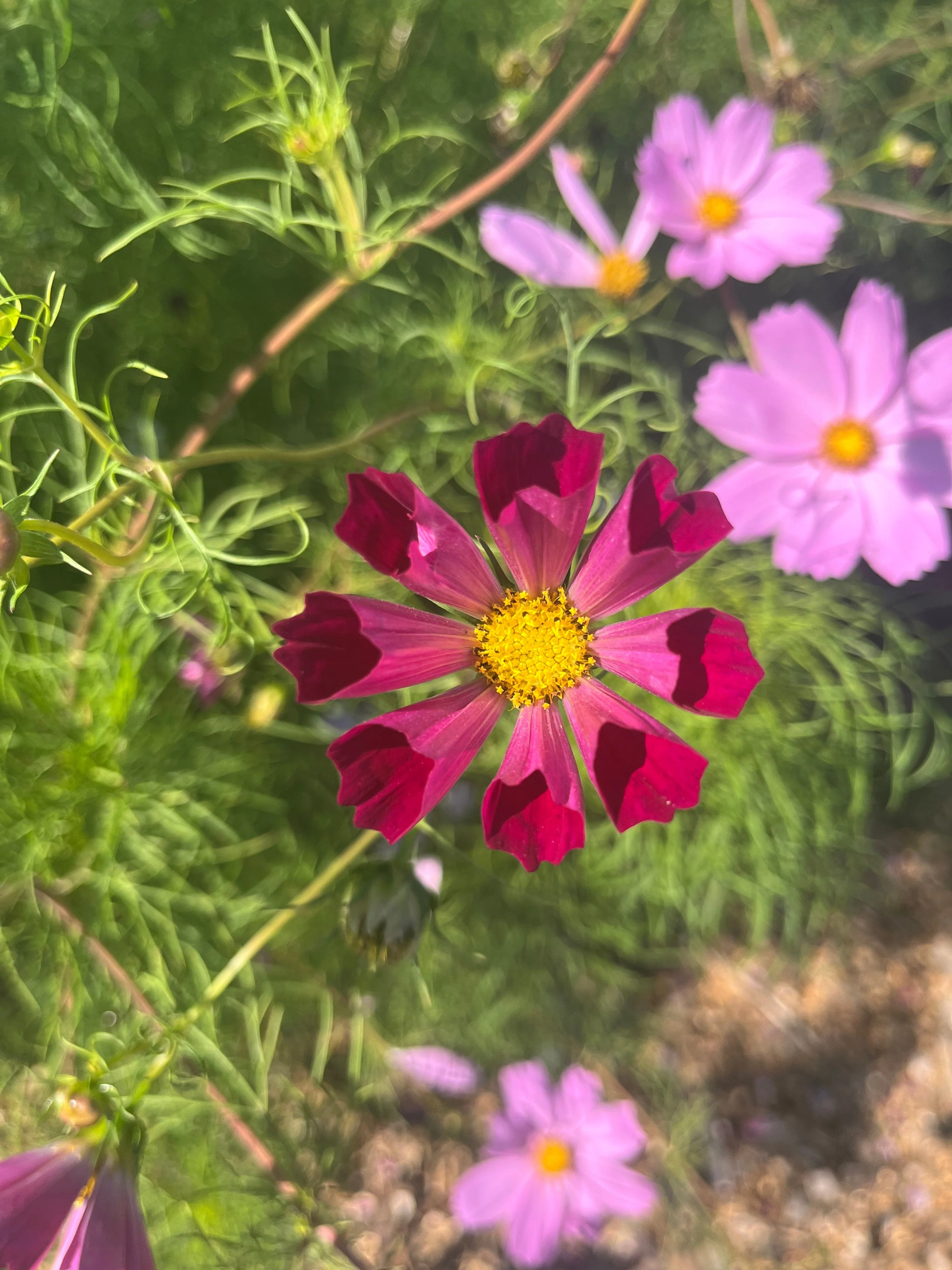 Cosmos, Garden Mix (Cosmos bipinnatus) - Image 2