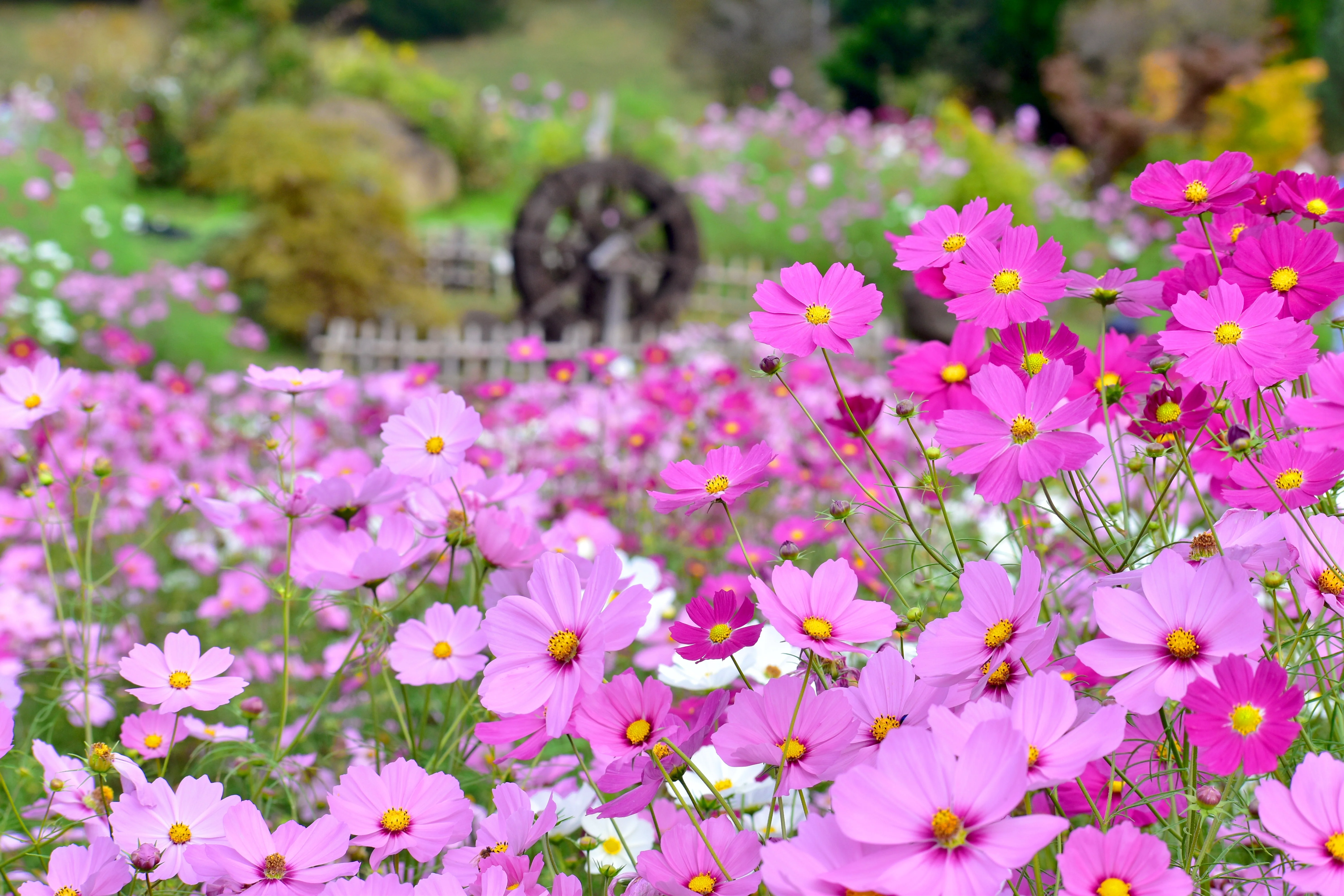 Cosmos, Garden Mix (Cosmos bipinnatus) - Image 3
