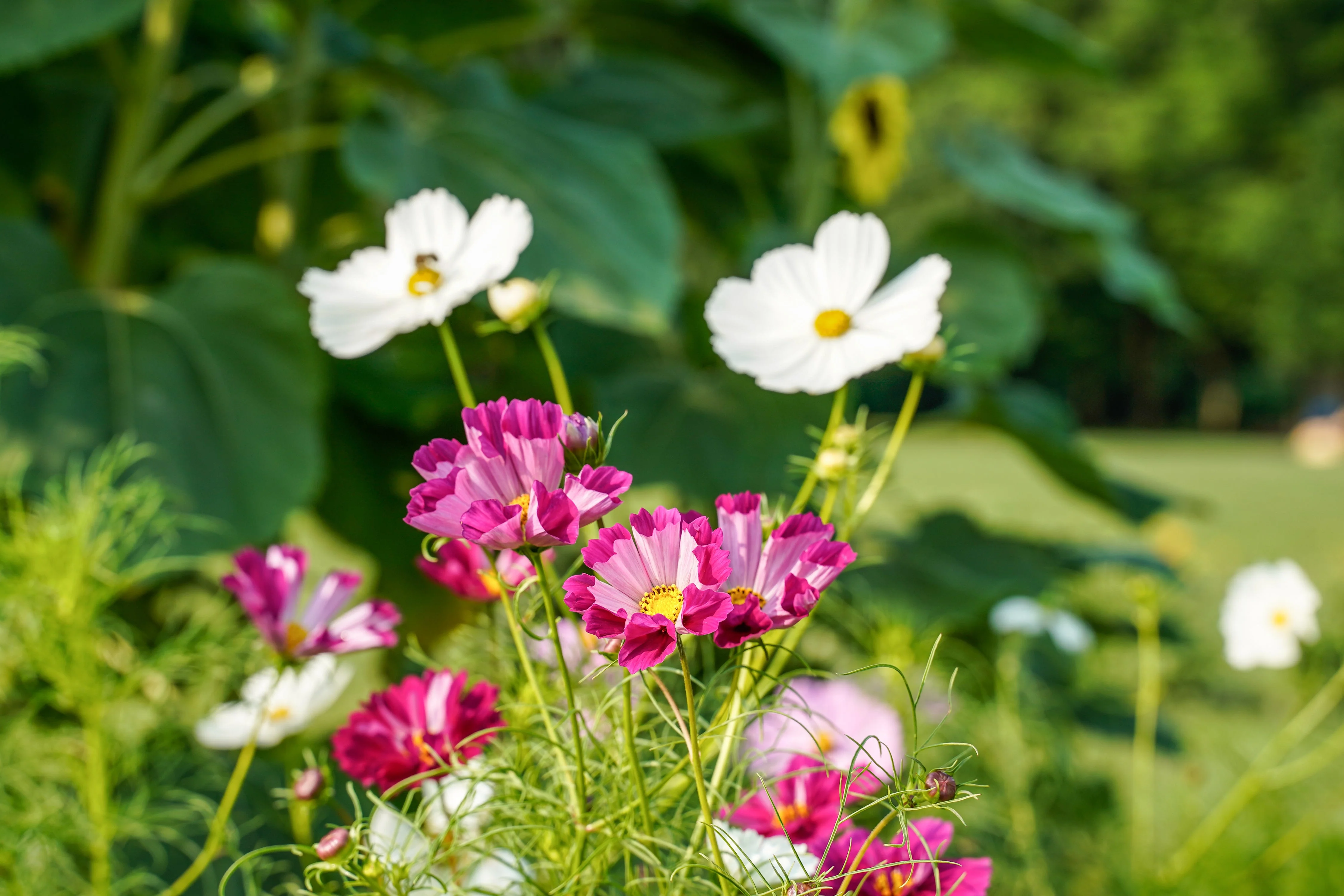 Cosmos, Garden Mix (Cosmos bipinnatus) - Image 4