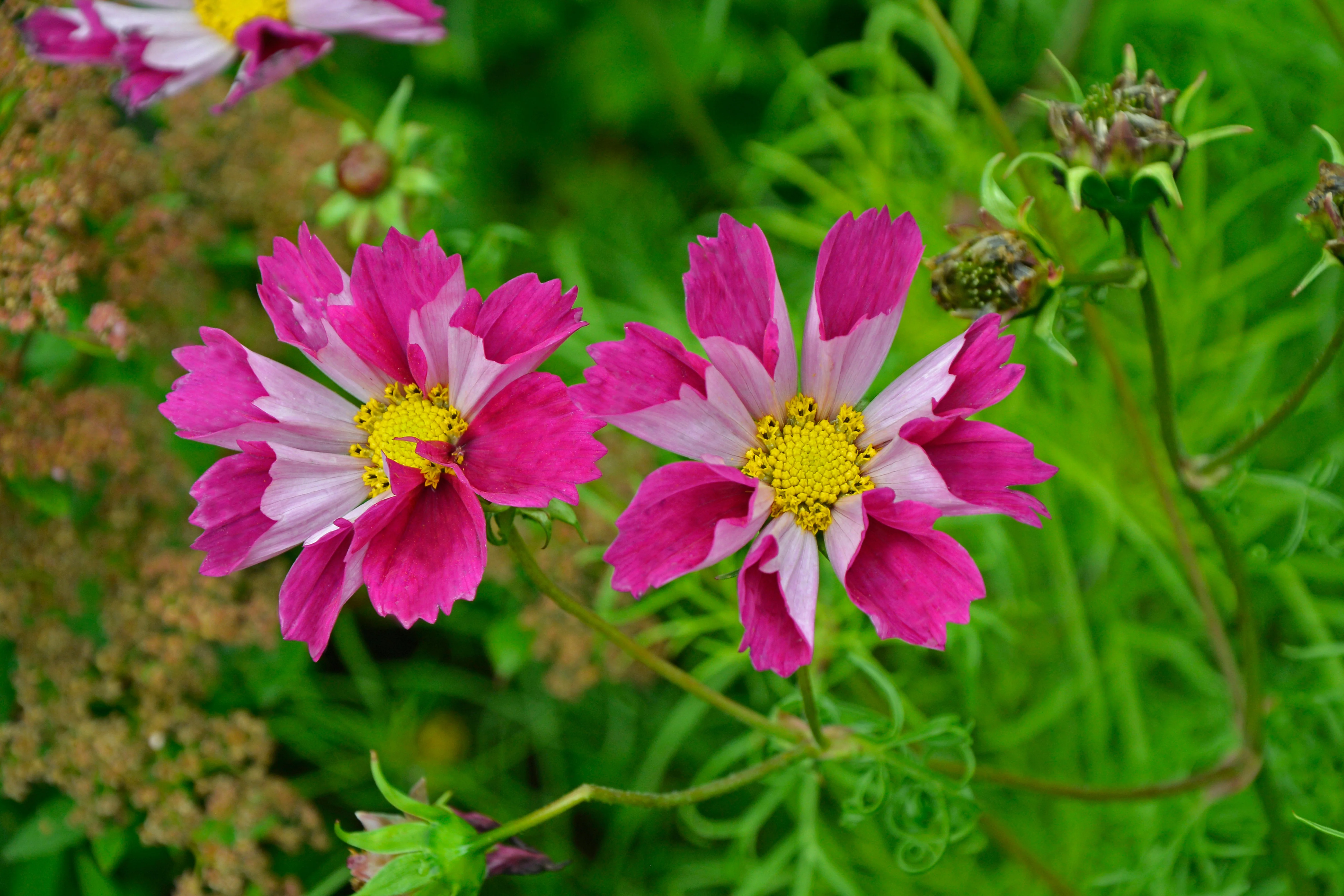 Cosmos, Garden Mix (Cosmos bipinnatus) - Image 5