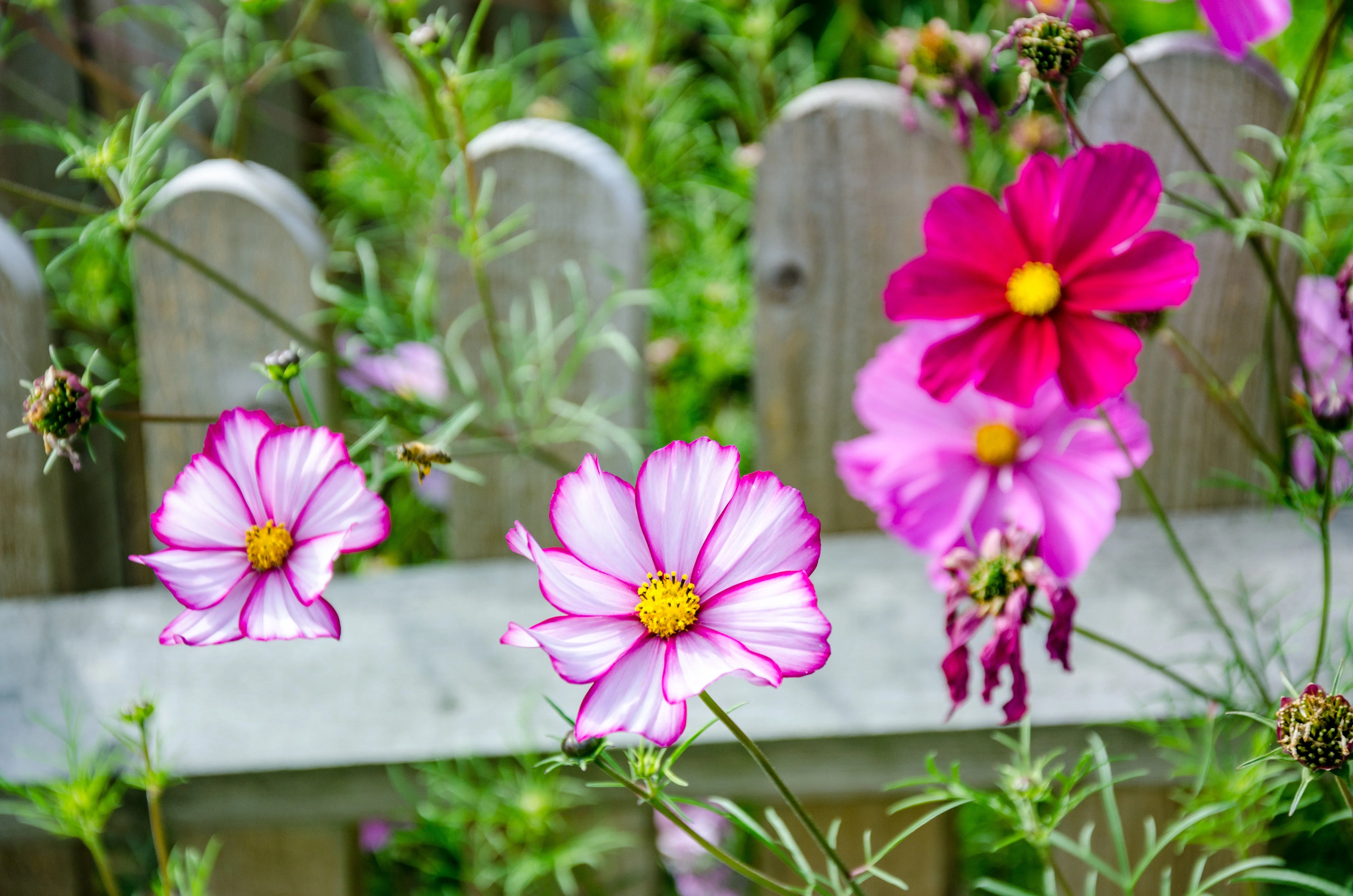 Cosmos, Garden Mix (Cosmos bipinnatus) - Image 6