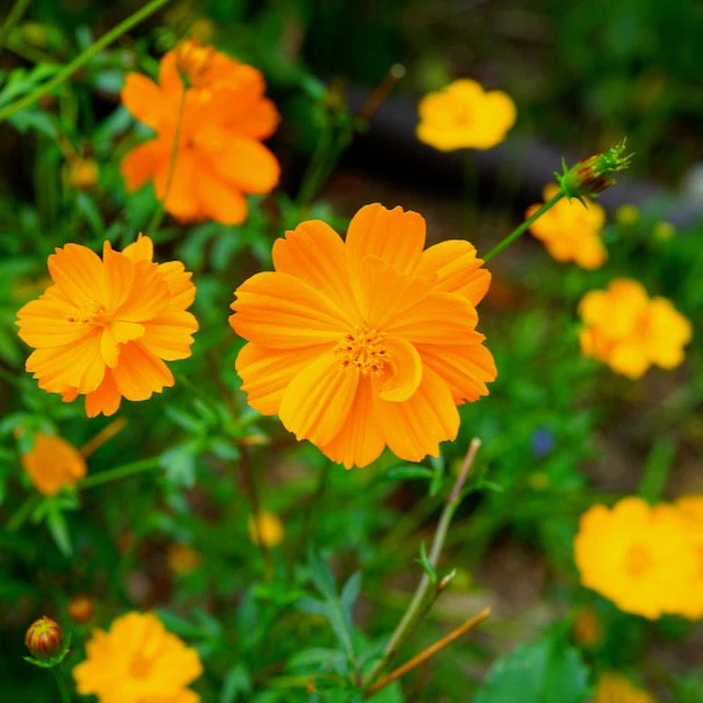 Cosmos, Orange (Cosmos sulphureus) - Image 2