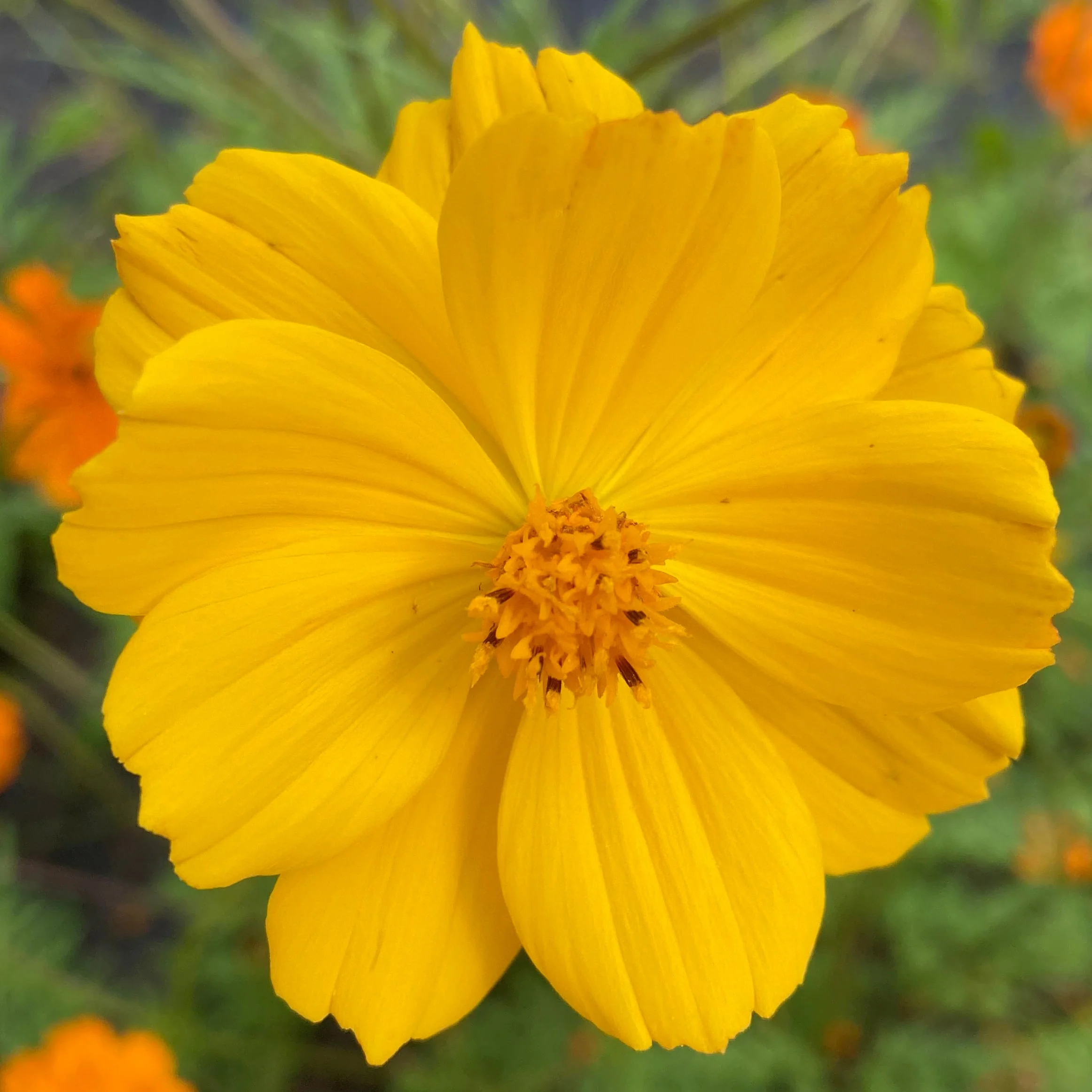 Cosmos, Orange (Cosmos sulphureus) - Image 3