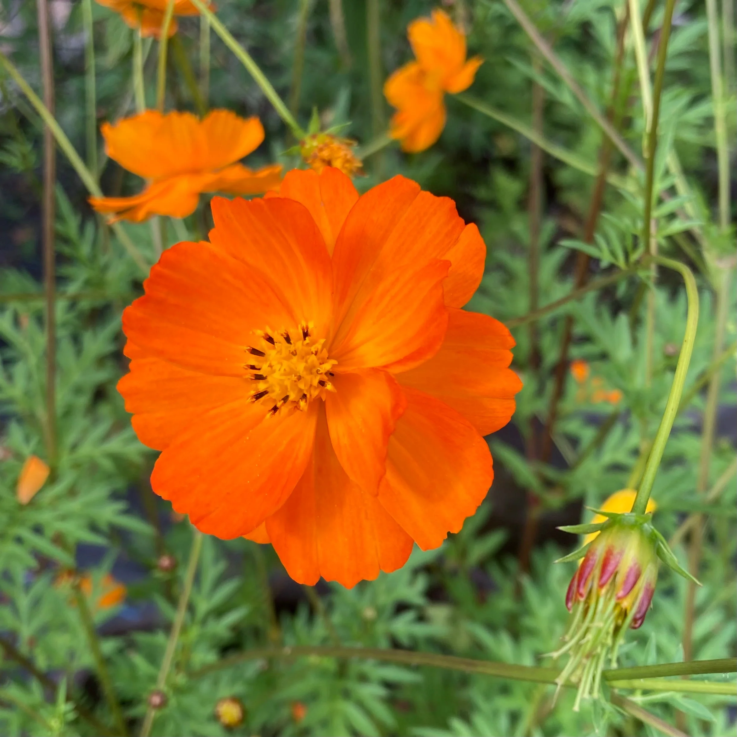 Cosmos, Orange (Cosmos sulphureus) - Image 4